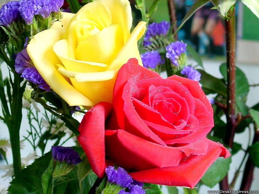 Red And Yellow Roses Flowers HD Wallpapers Wallpaper Cave