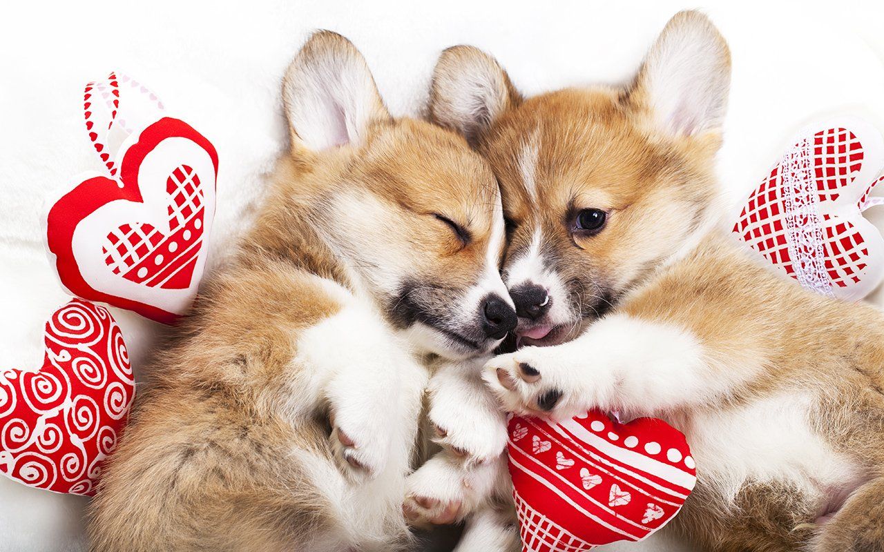 Puppies Valentine's Day Wallpapers Wallpaper Cave