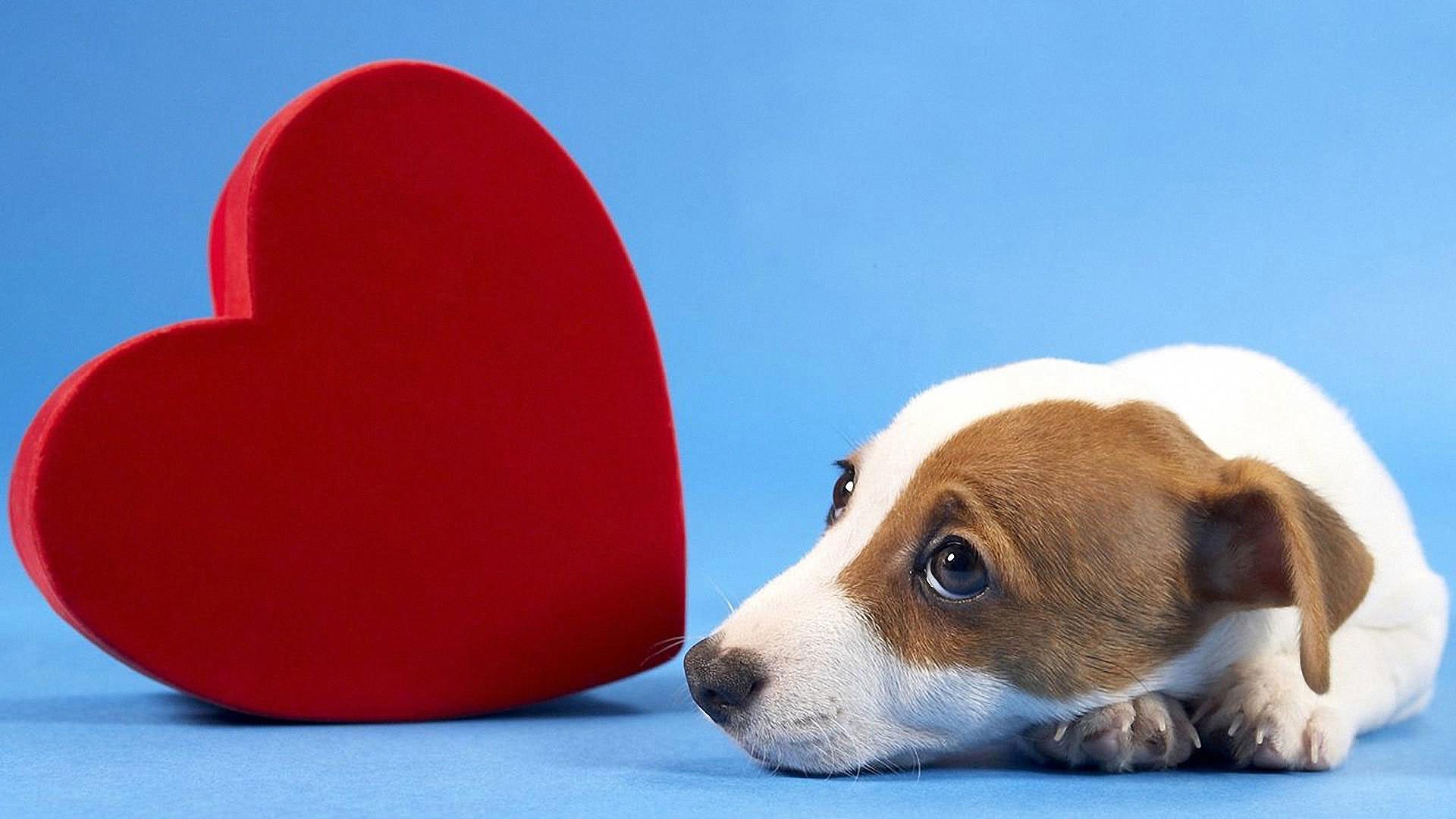 Puppies Valentine's Day Wallpapers Wallpaper Cave