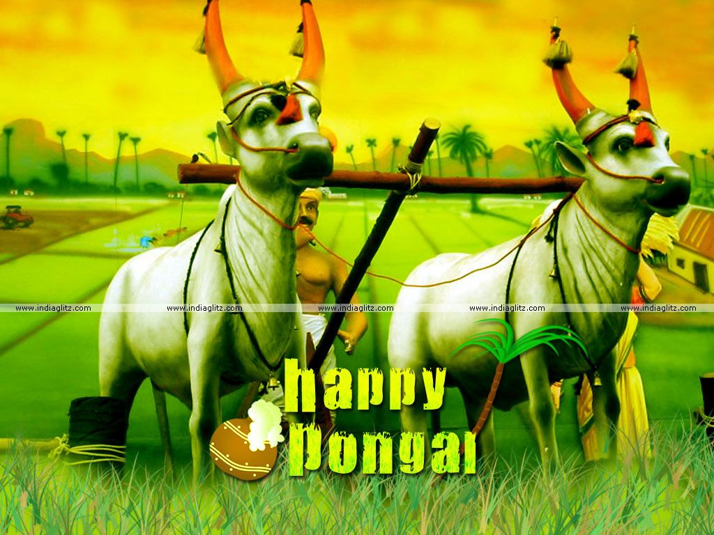 Mattu Pongal Wallpapers Wallpaper Cave