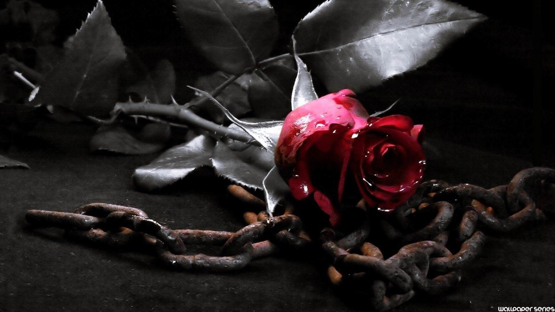 Emo Roses Wallpapers Wallpaper Cave