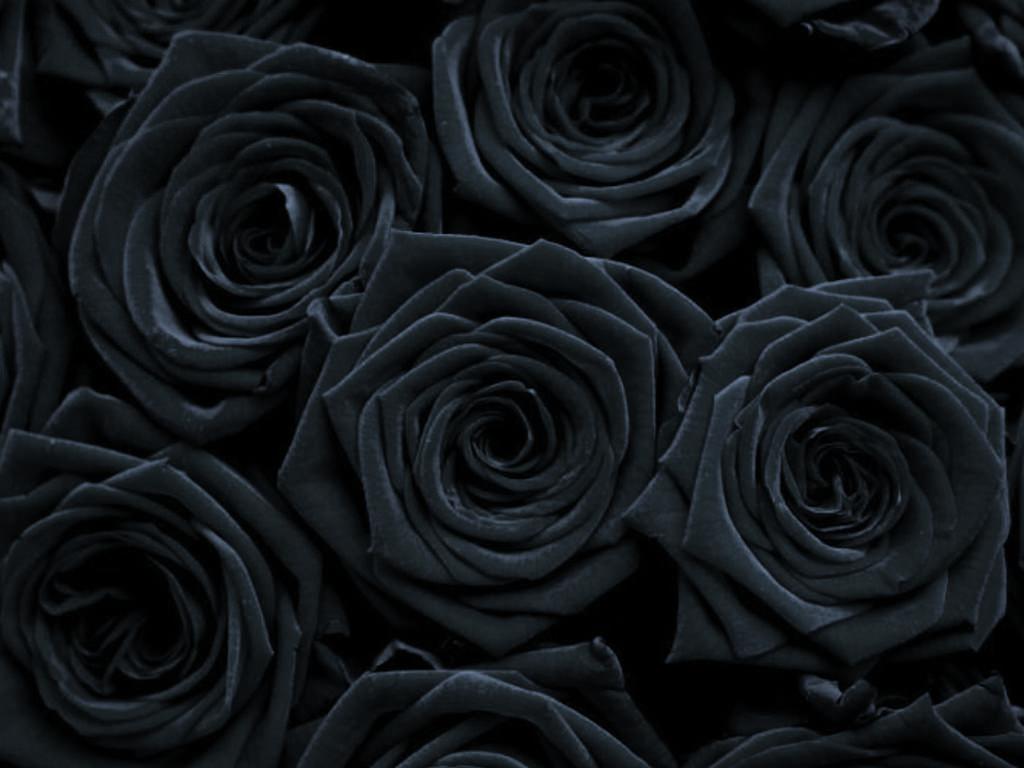 Emo Roses Wallpapers Wallpaper Cave