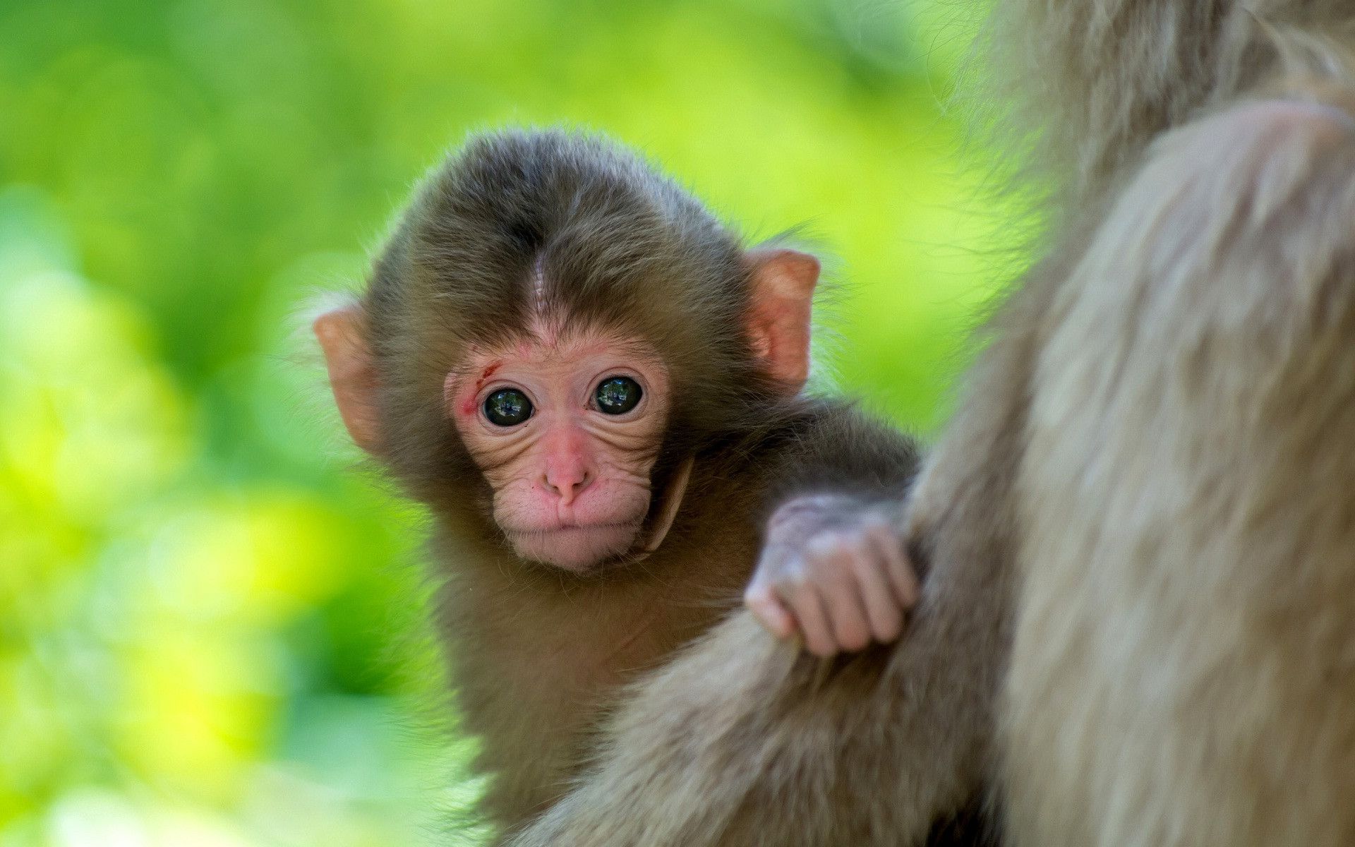 Fat Monkey Wallpapers Wallpaper Cave