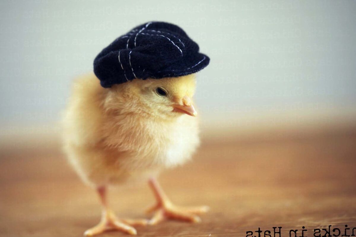 40 cute animals 4k wallpaper download Tahun Ini 4Kwallpaperblue