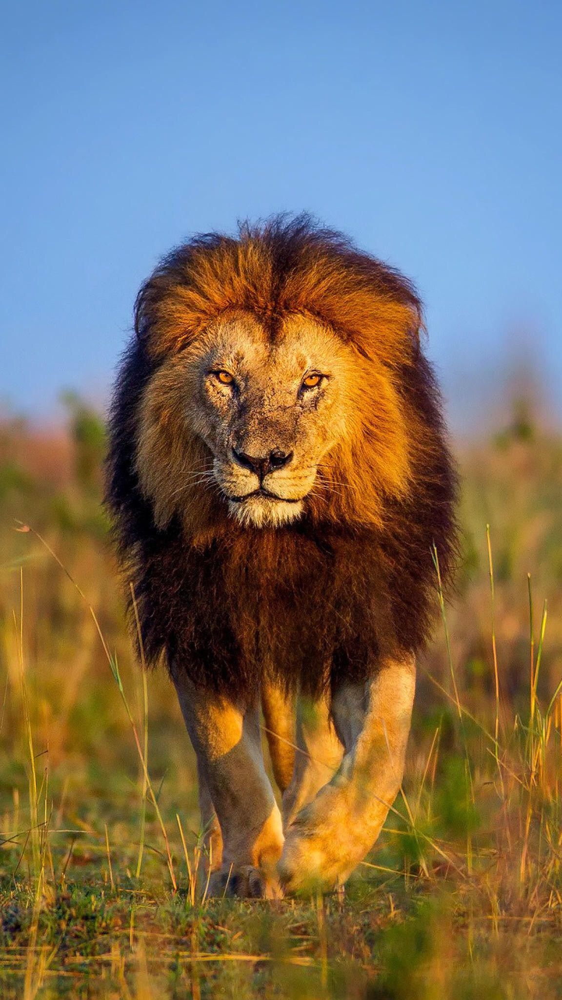 Lion Walking Wallpapers Wallpaper Cave