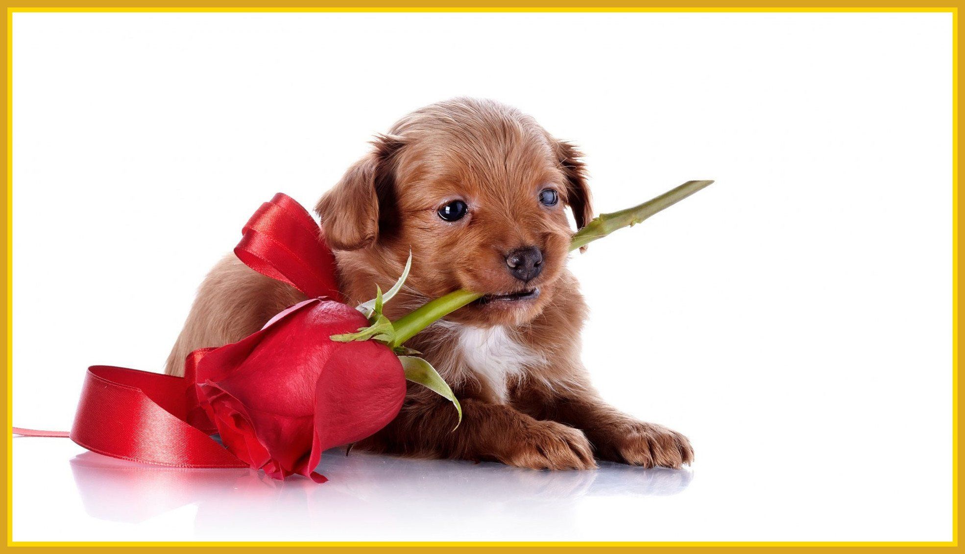 Cute Animal Valentines Wallpapers Wallpaper Cave