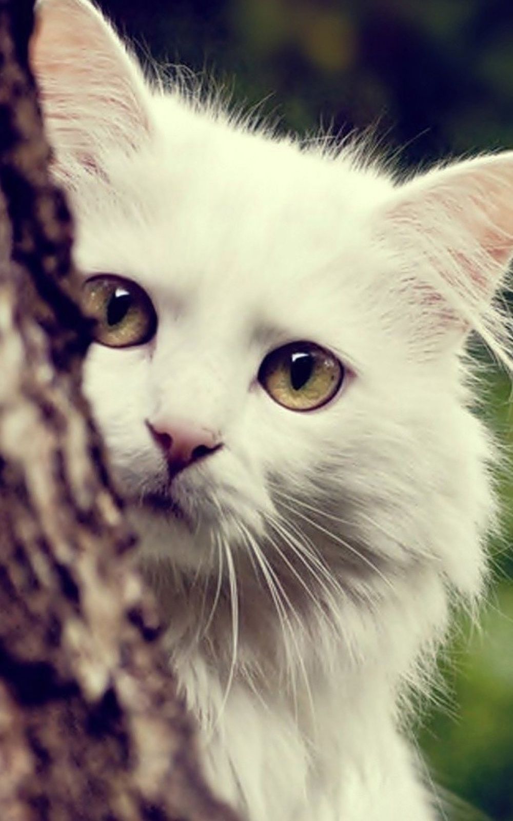 HD Kitten Mobile Wallpapers Wallpaper Cave