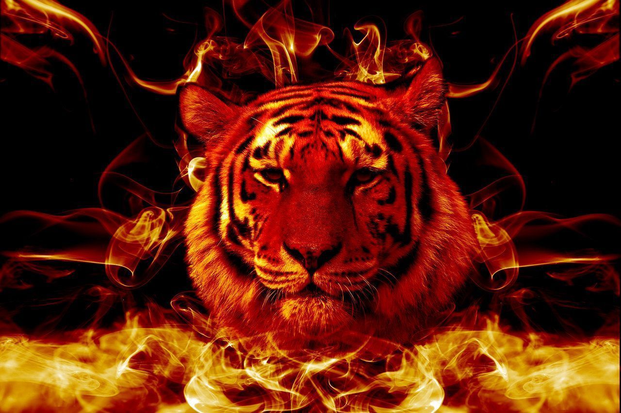 Red Tiger Wallpapers Wallpaper Cave