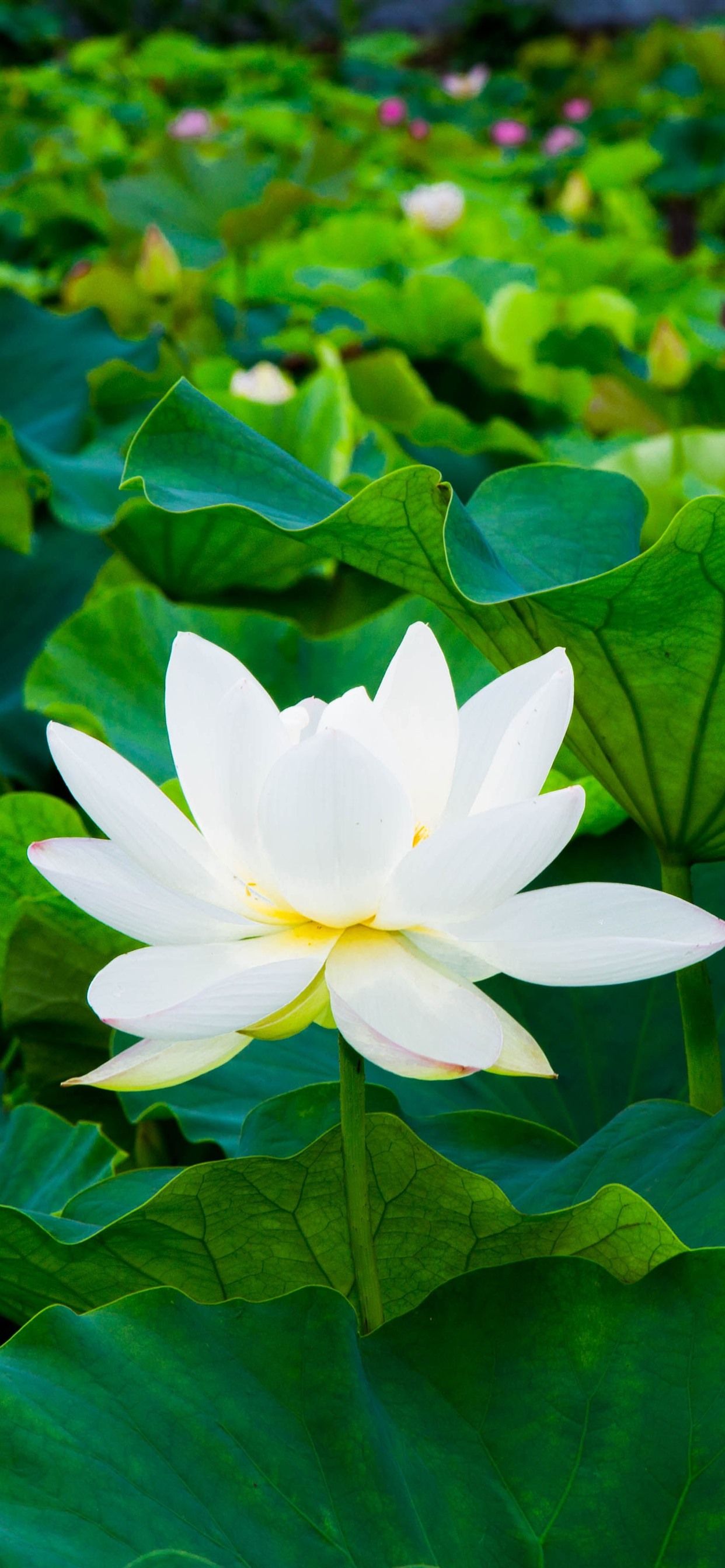 White Lotus Wallpapers Wallpaper Cave