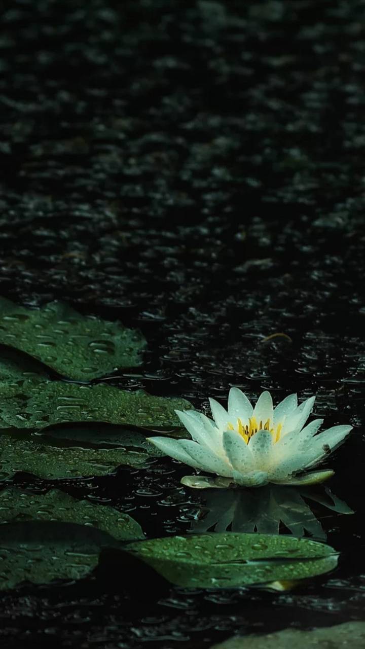 White Lotus Wallpaper Hd PixLith