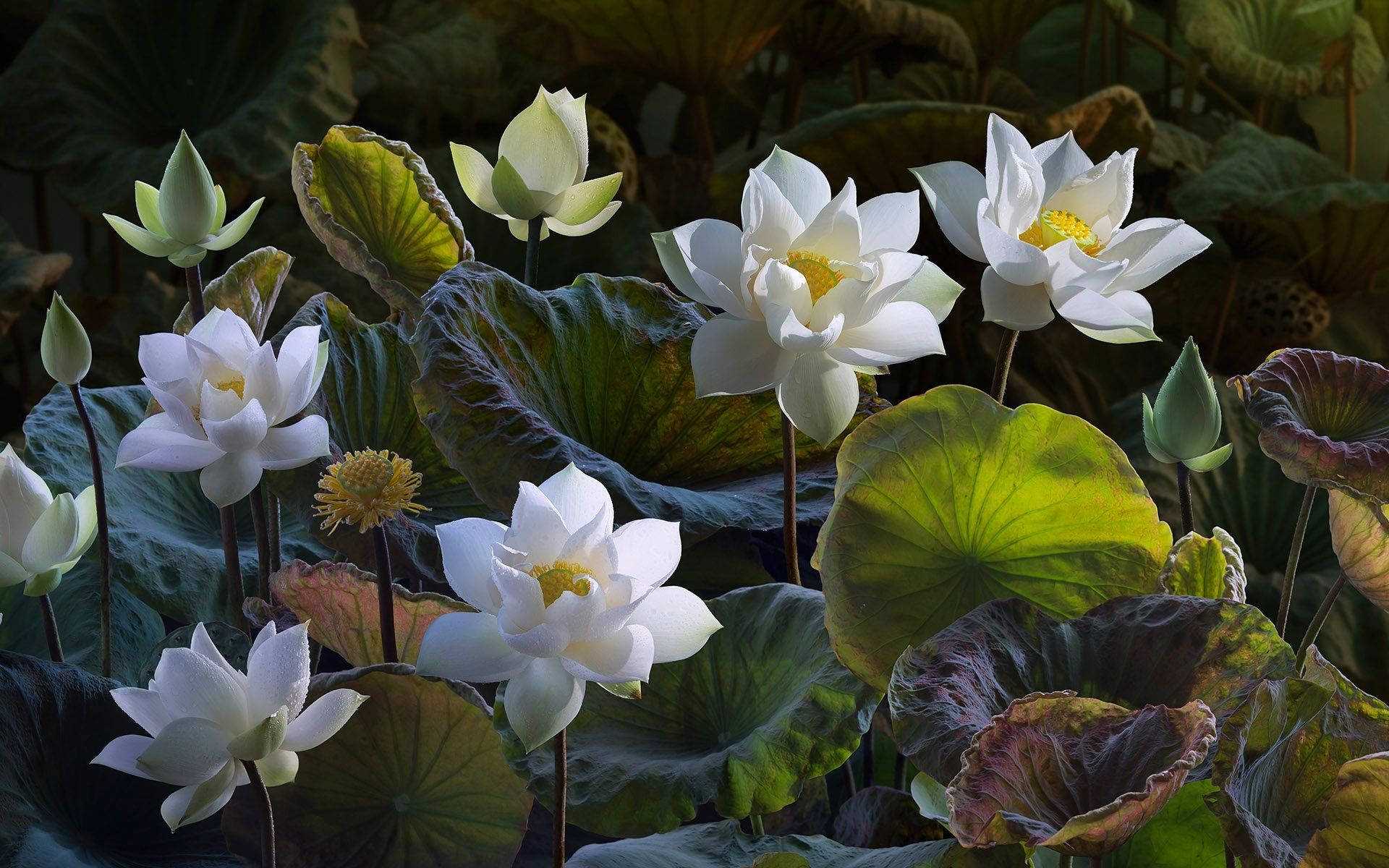 White Lotus Wallpapers Wallpaper Cave