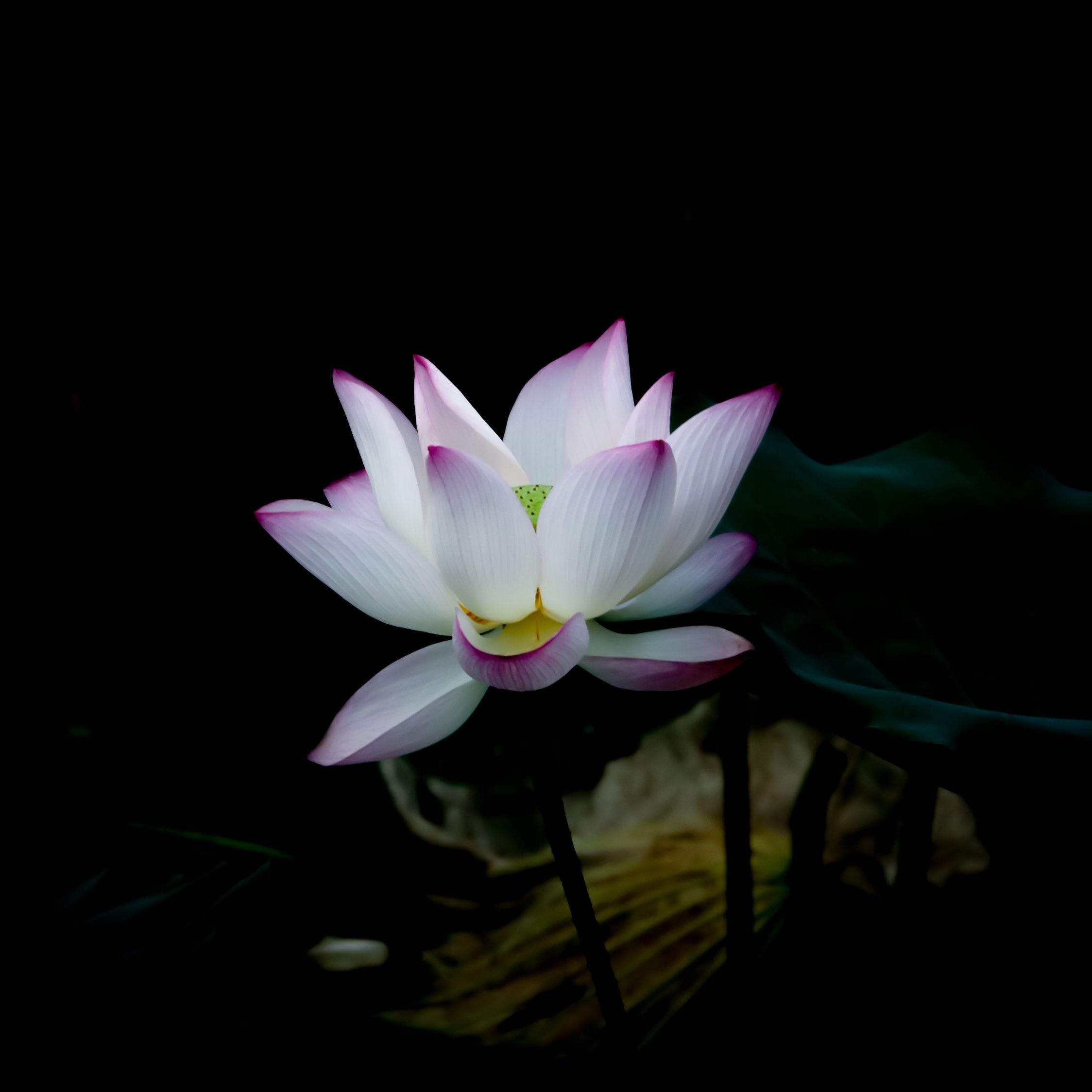 Update 60+ white lotus wallpaper best in.cdgdbentre