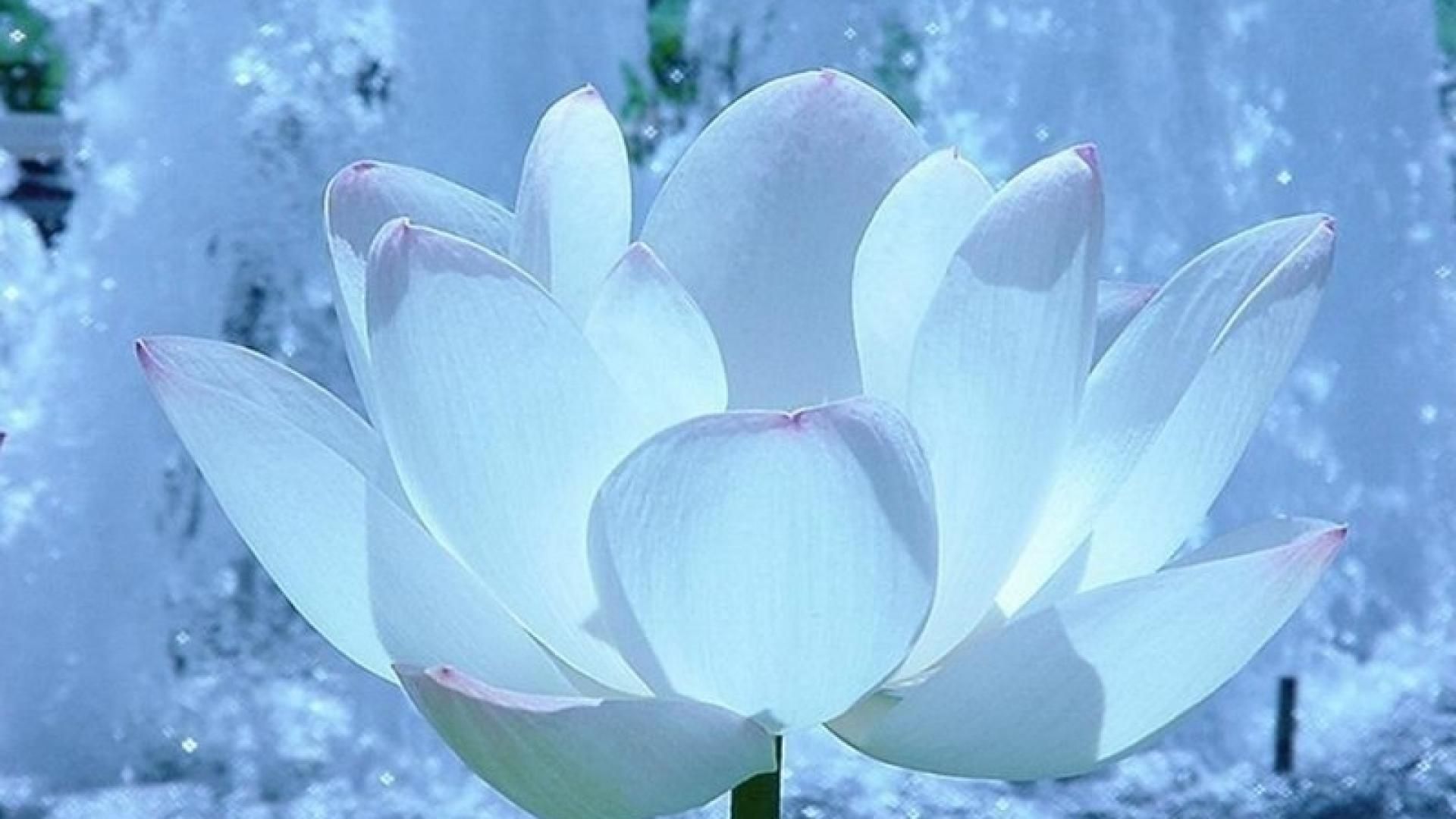 White Lotus Wallpapers Wallpaper Cave