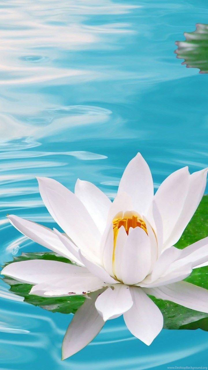 White Lotus Wallpapers Wallpaper Cave