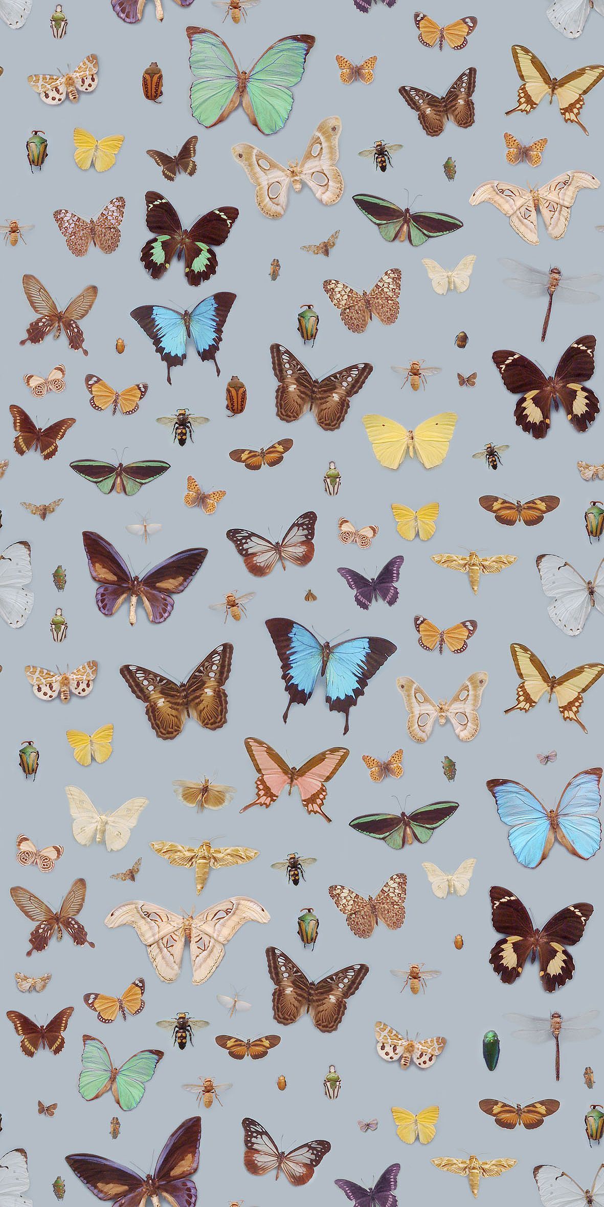 Yellow Butterfly Aesthetic Wallpapers Wallpaper Cave