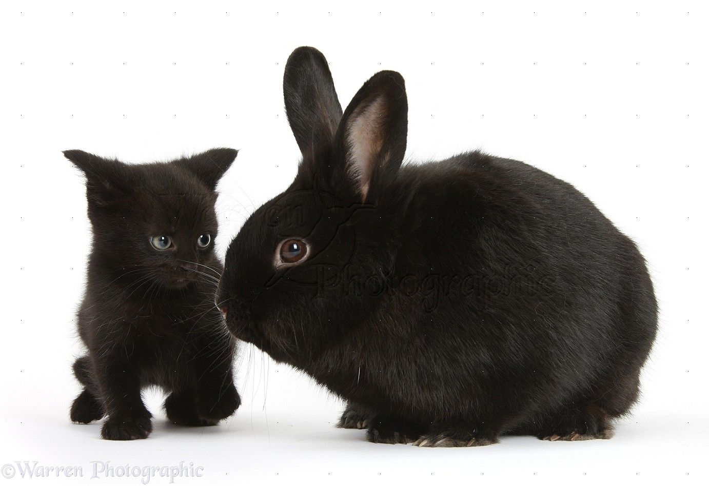 Black Bunny Wallpapers Wallpaper Cave