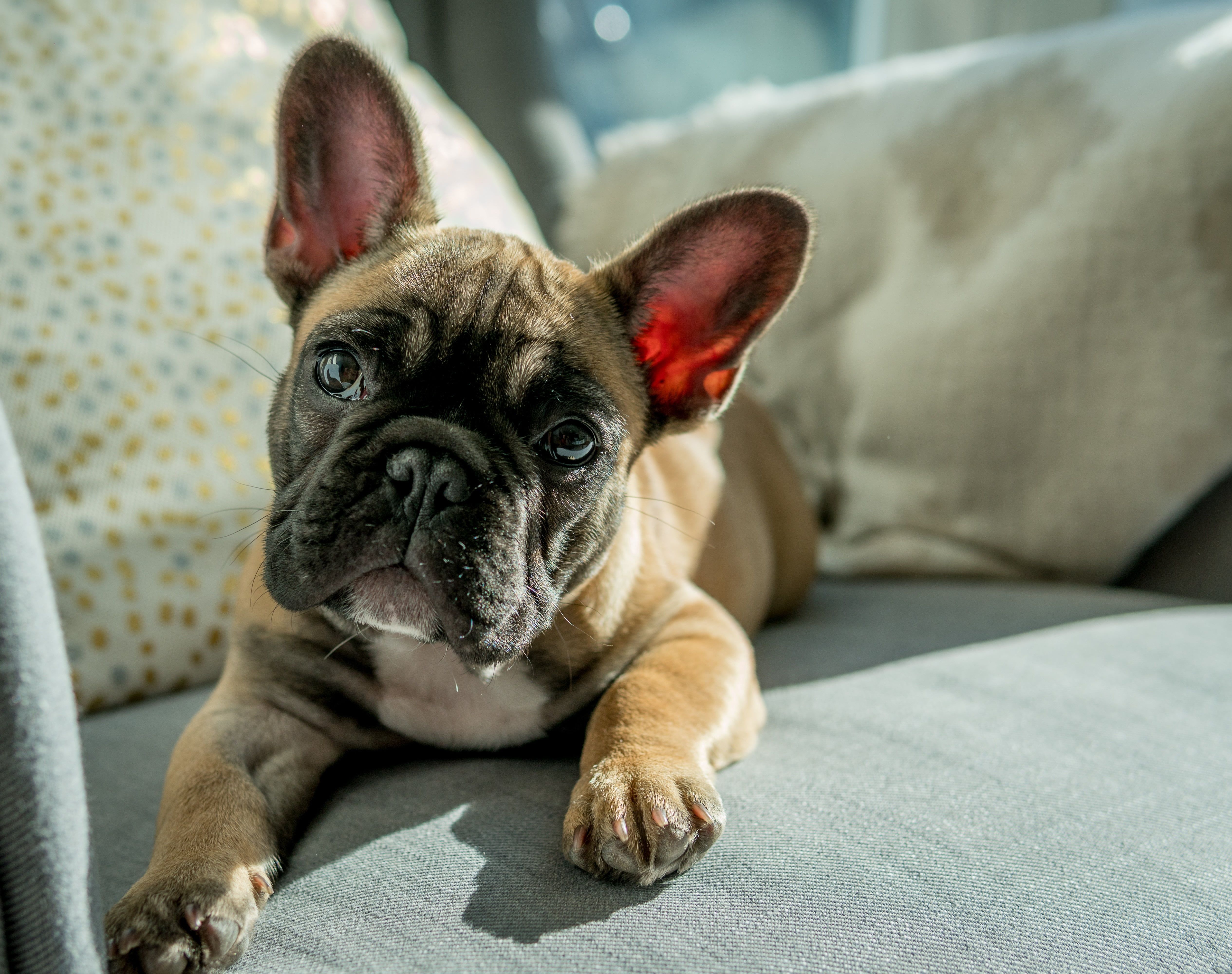 French Bulldog Puppy Wallpapers Wallpaper Cave