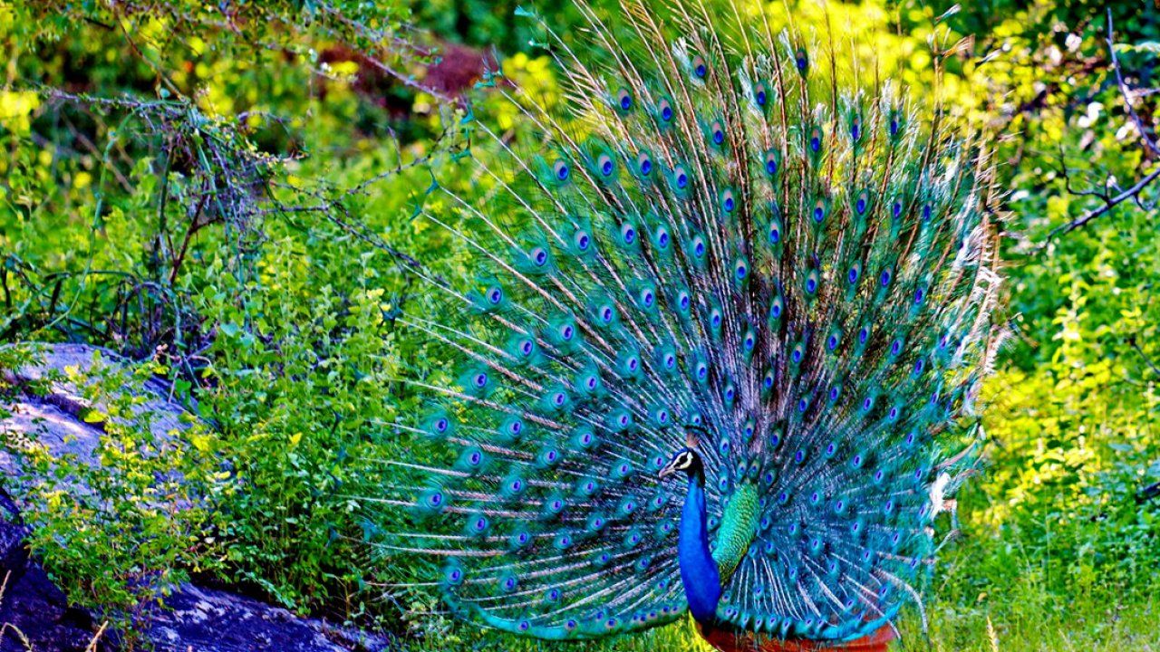 Beautiful Animals Wallpapers Wallpaper Cave