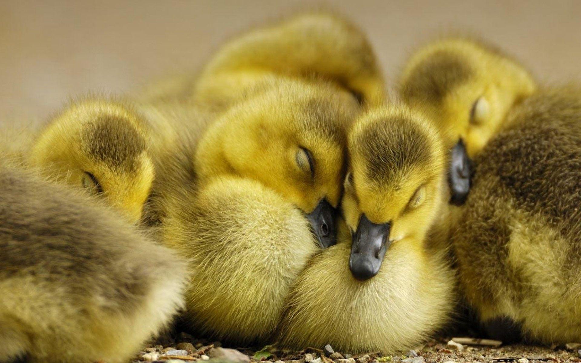 Cute Duck Wallpapers Wallpaper Cave