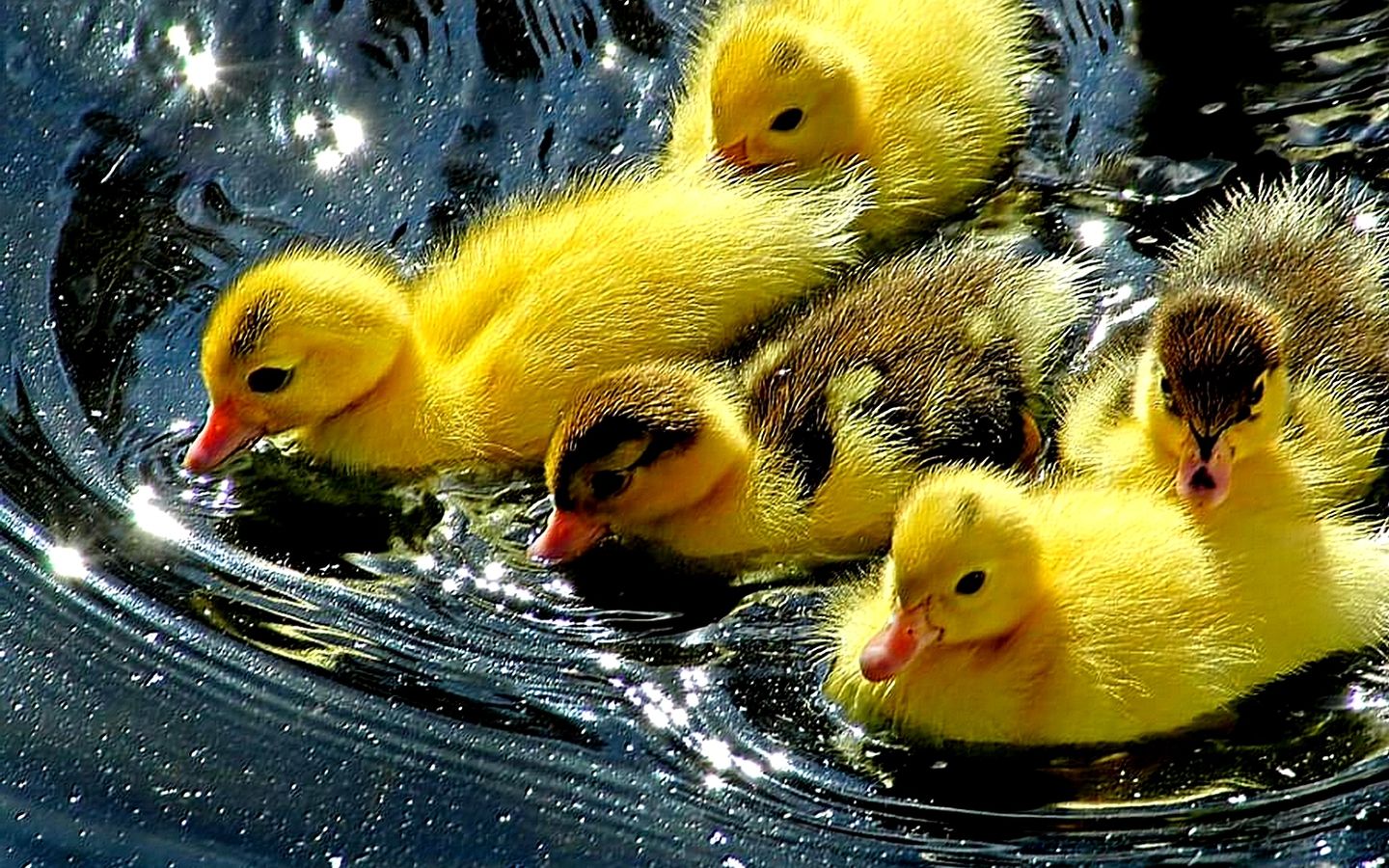 Cute Duck Wallpapers Wallpaper Cave