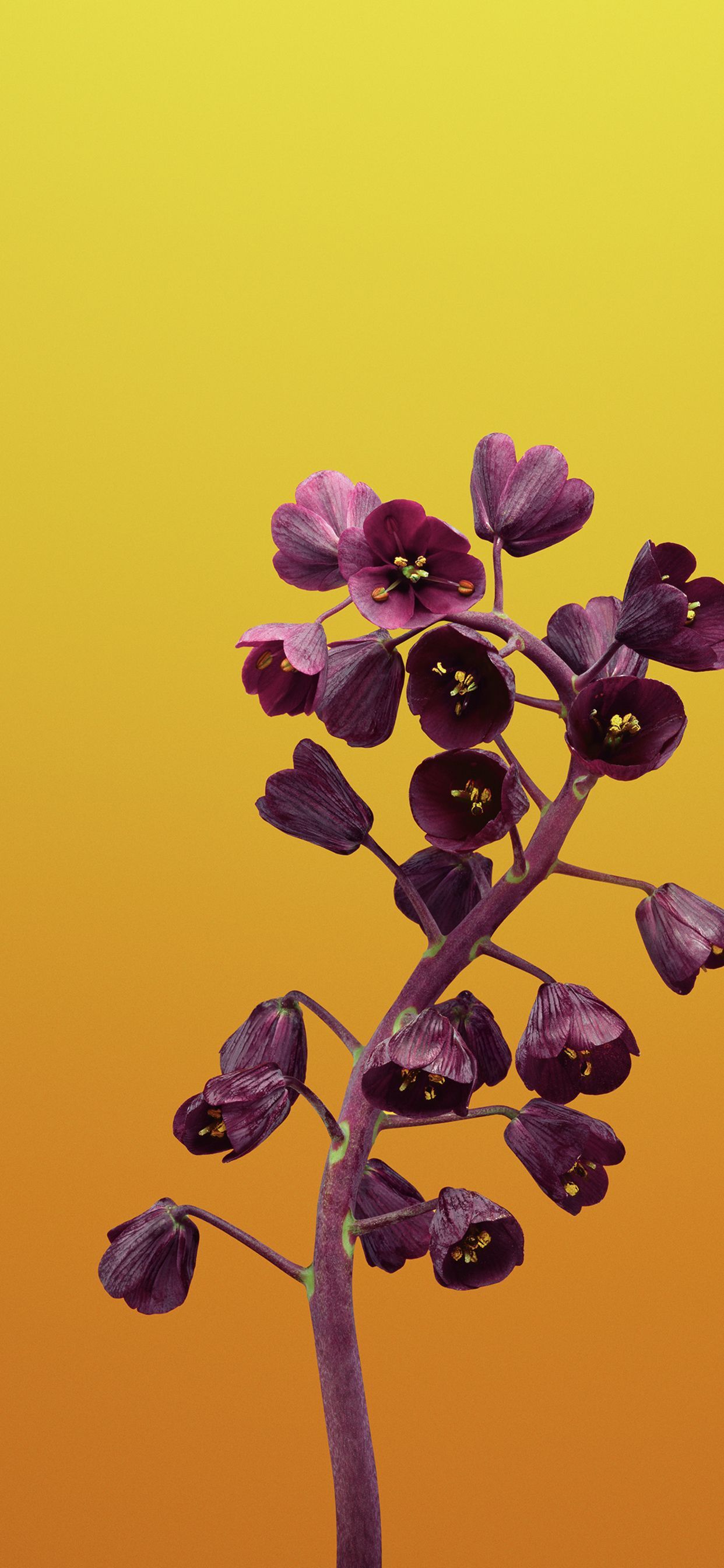 iPhone 11 Yellow Wallpapers Wallpaper Cave