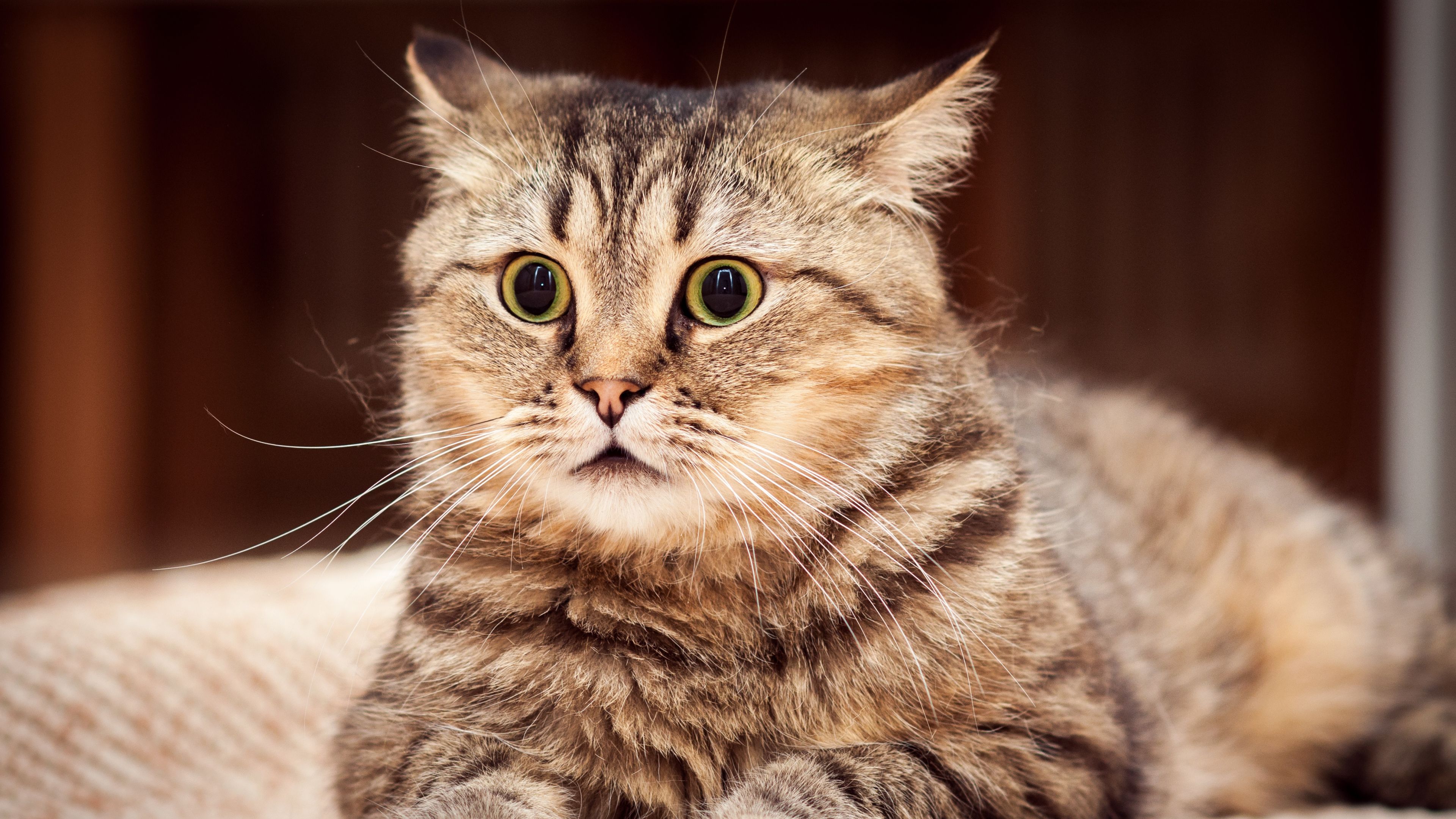 Cat 4k Wallpapers Wallpaper Cave