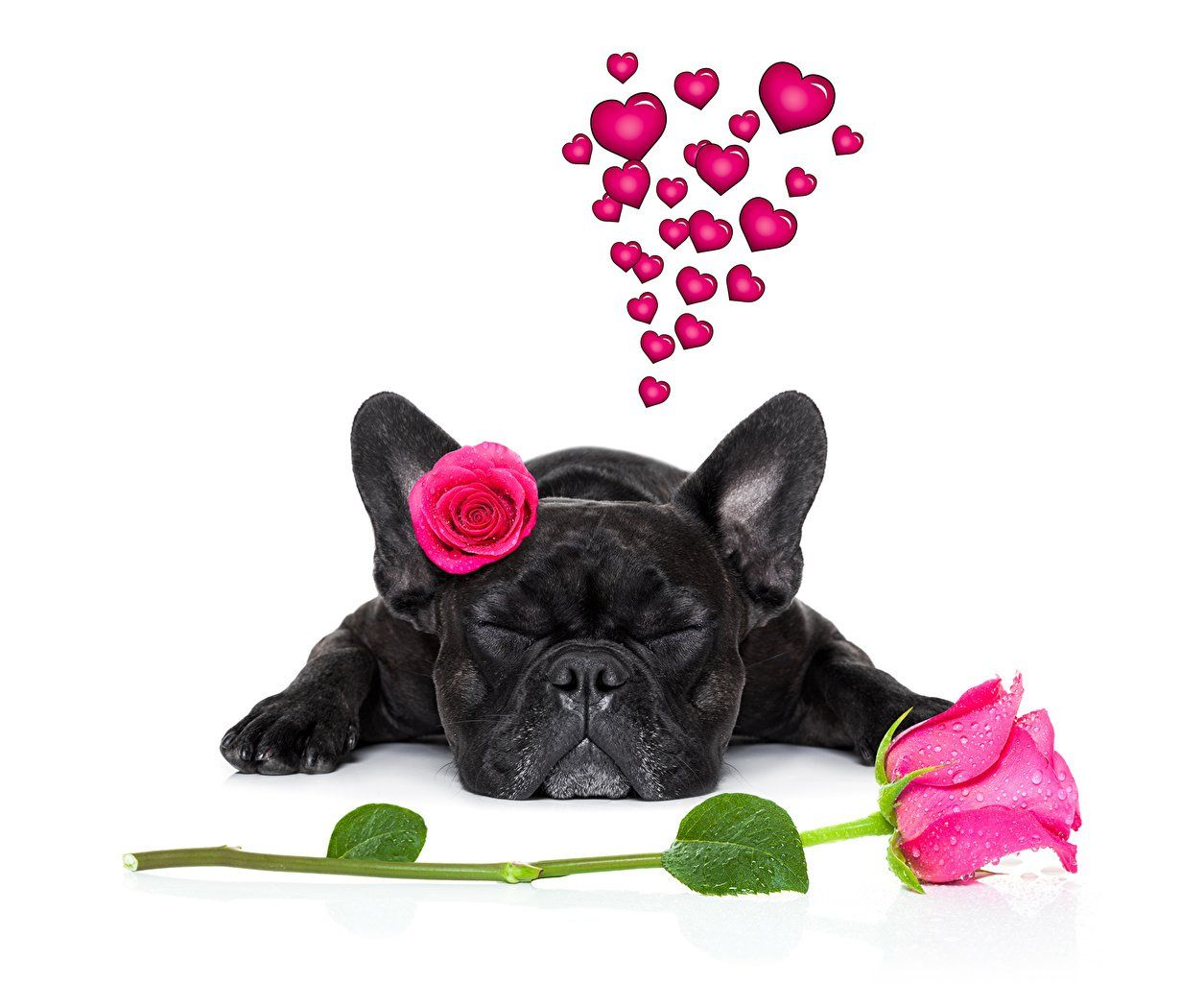 Cute Animal Valentines Wallpapers Wallpaper Cave