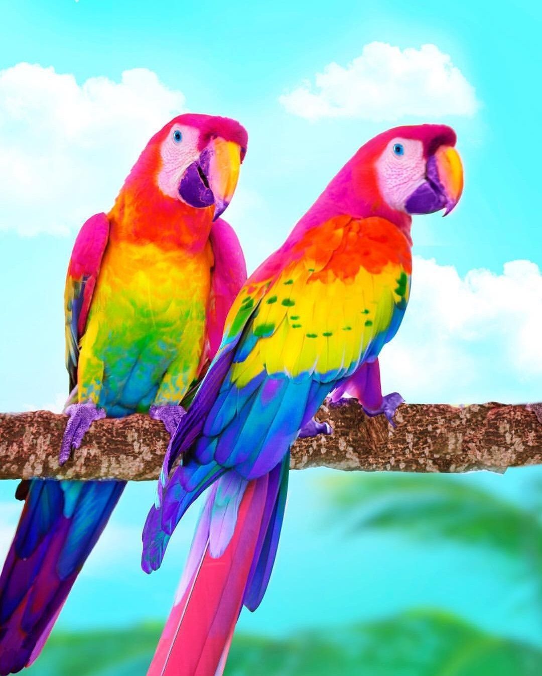 Rainbow Fluffy Birds Wallpapers Wallpaper Cave