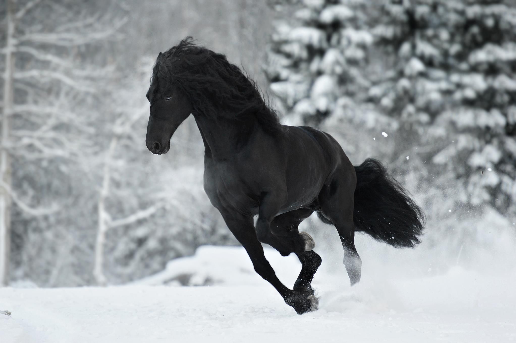 Beautiful Winter Horse Wallpapers Wallpaper Cave