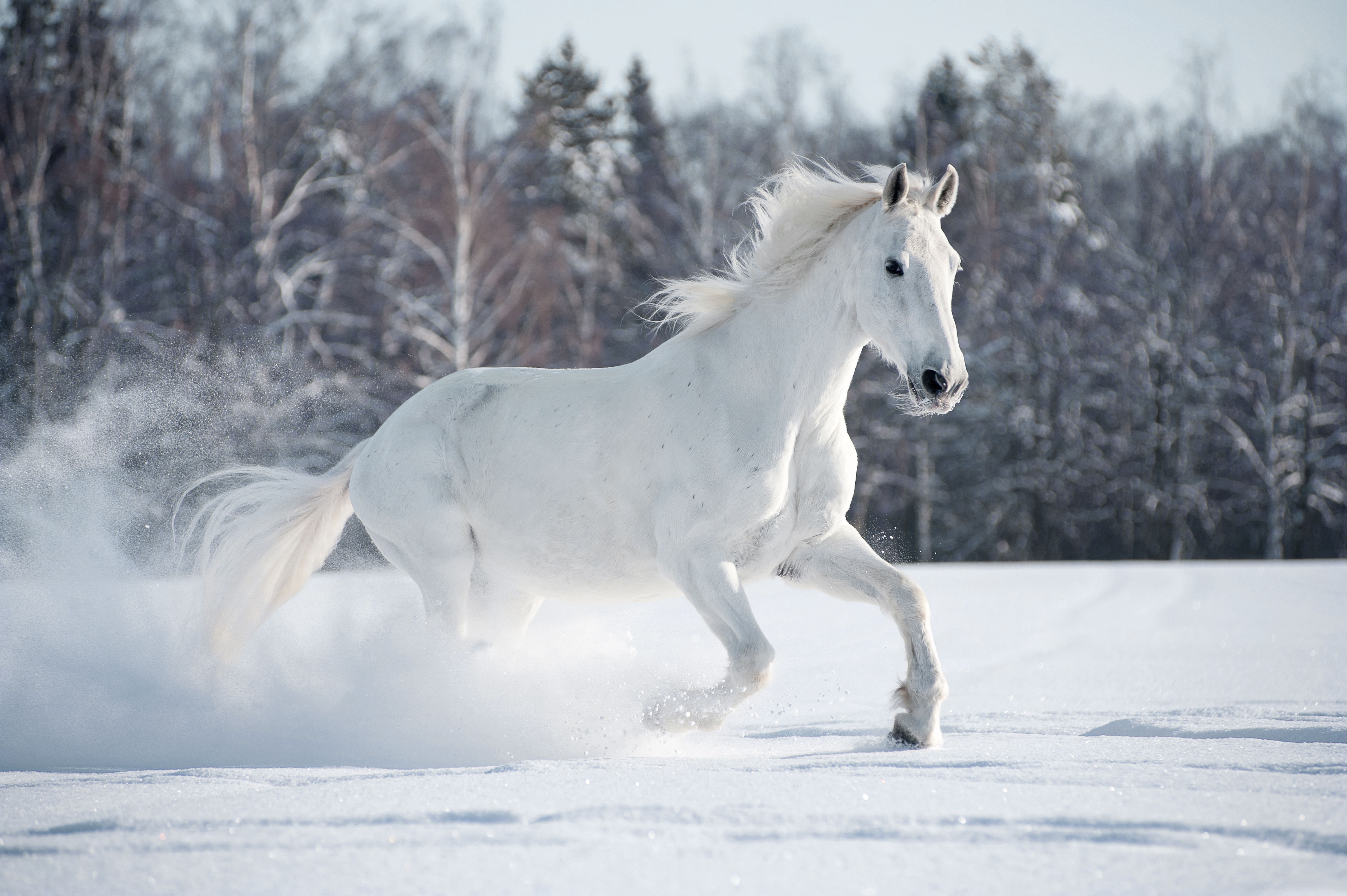 Beautiful Winter Horse Wallpapers Wallpaper Cave