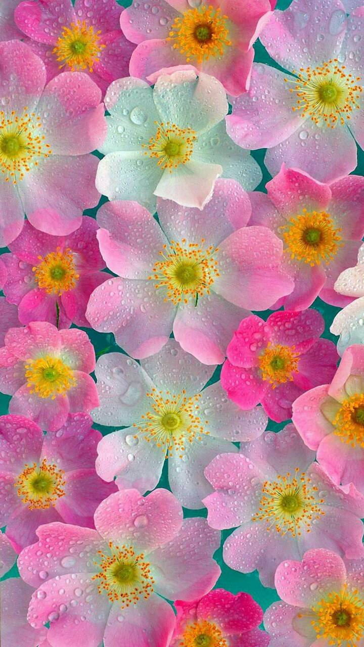 4d Flower Wallpapers