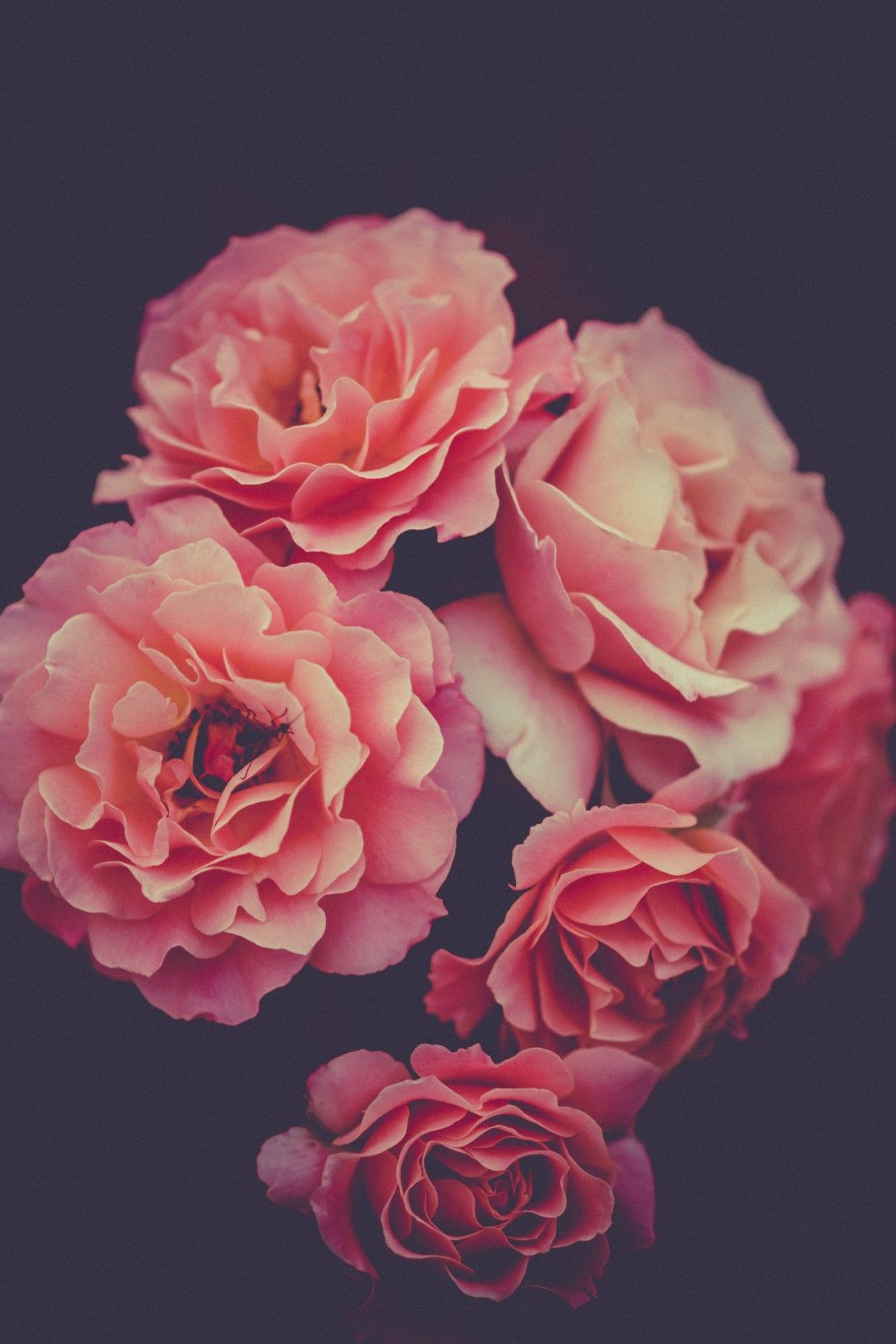 Rose Gold Flowers Wallpapers Wallpaper Cave
