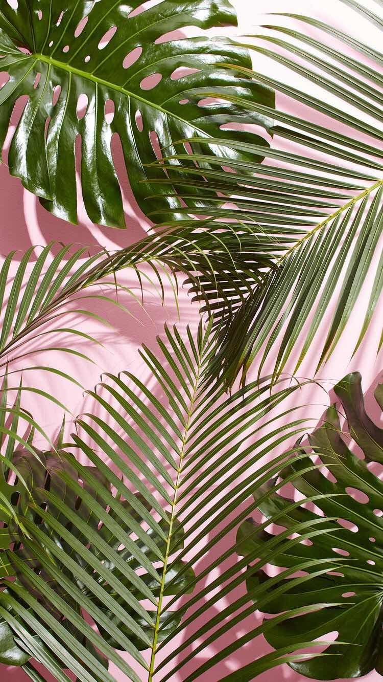 Tropical Plant Wallpapers Wallpaper Cave