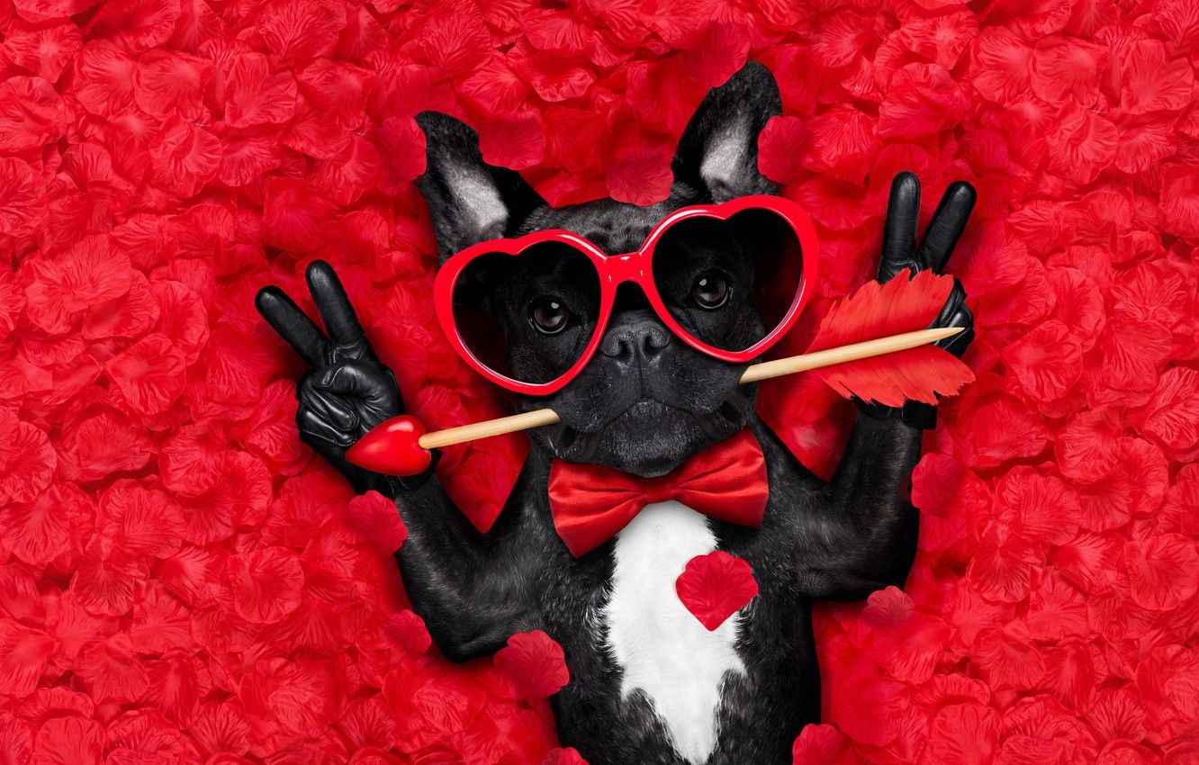 Cute Animal Valentines Wallpapers Wallpaper Cave