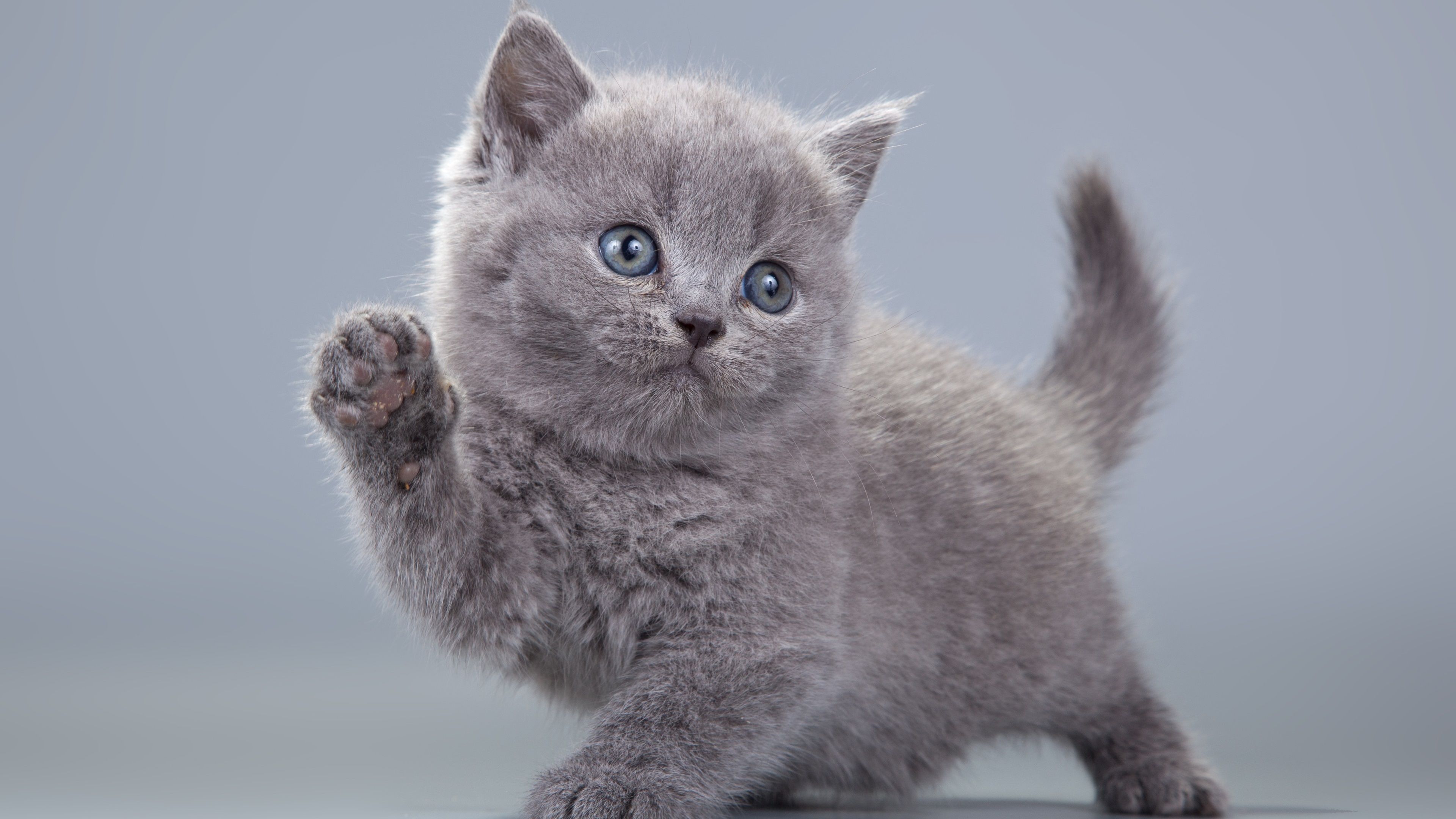 Cute Gray Kitty Wallpapers Wallpaper Cave