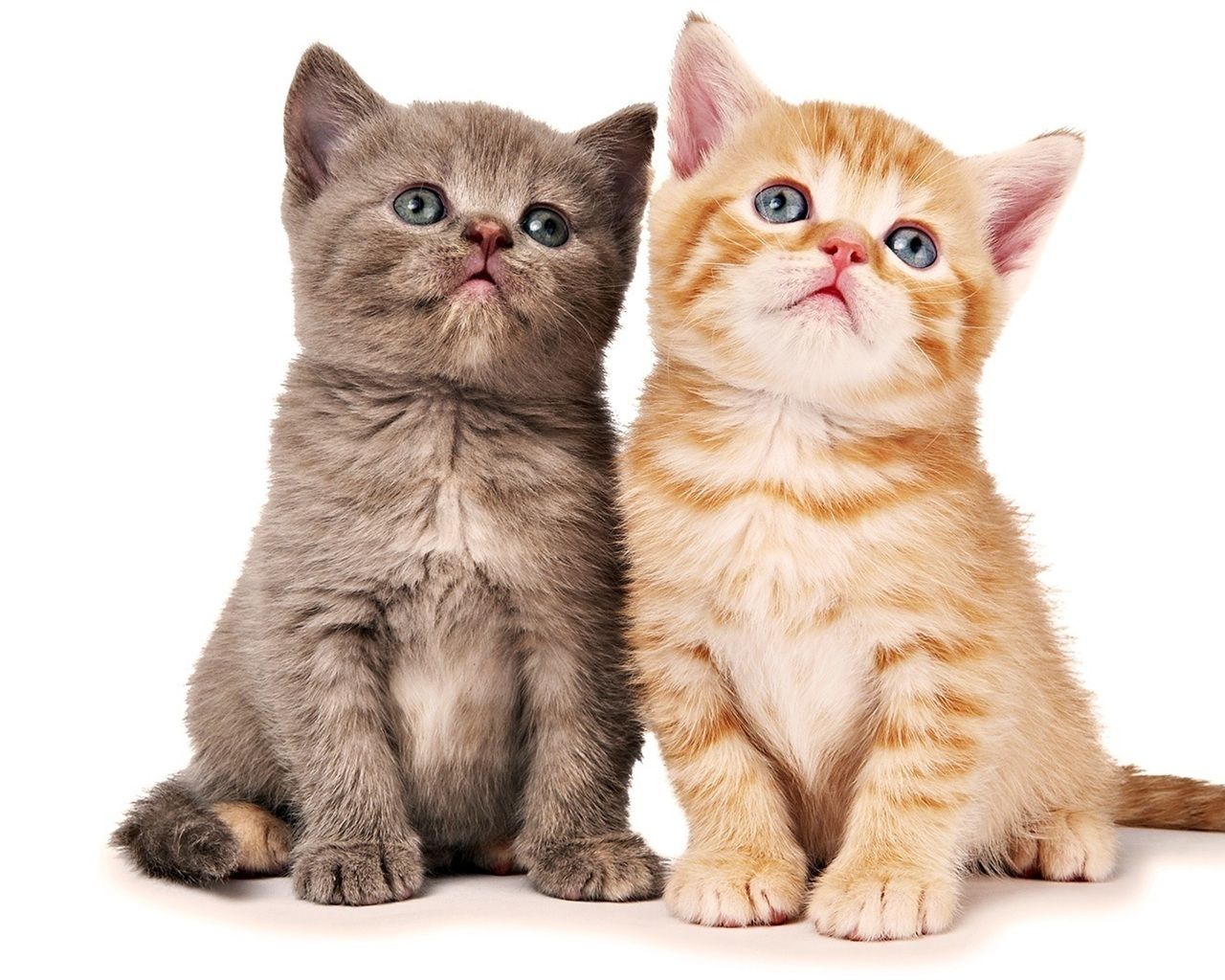 Yellow Cat Wallpapers Wallpaper Cave