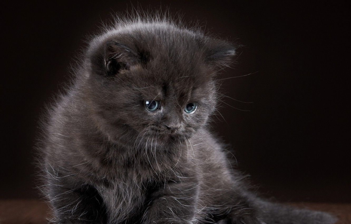 Cute Gray Kitty Wallpapers Wallpaper Cave