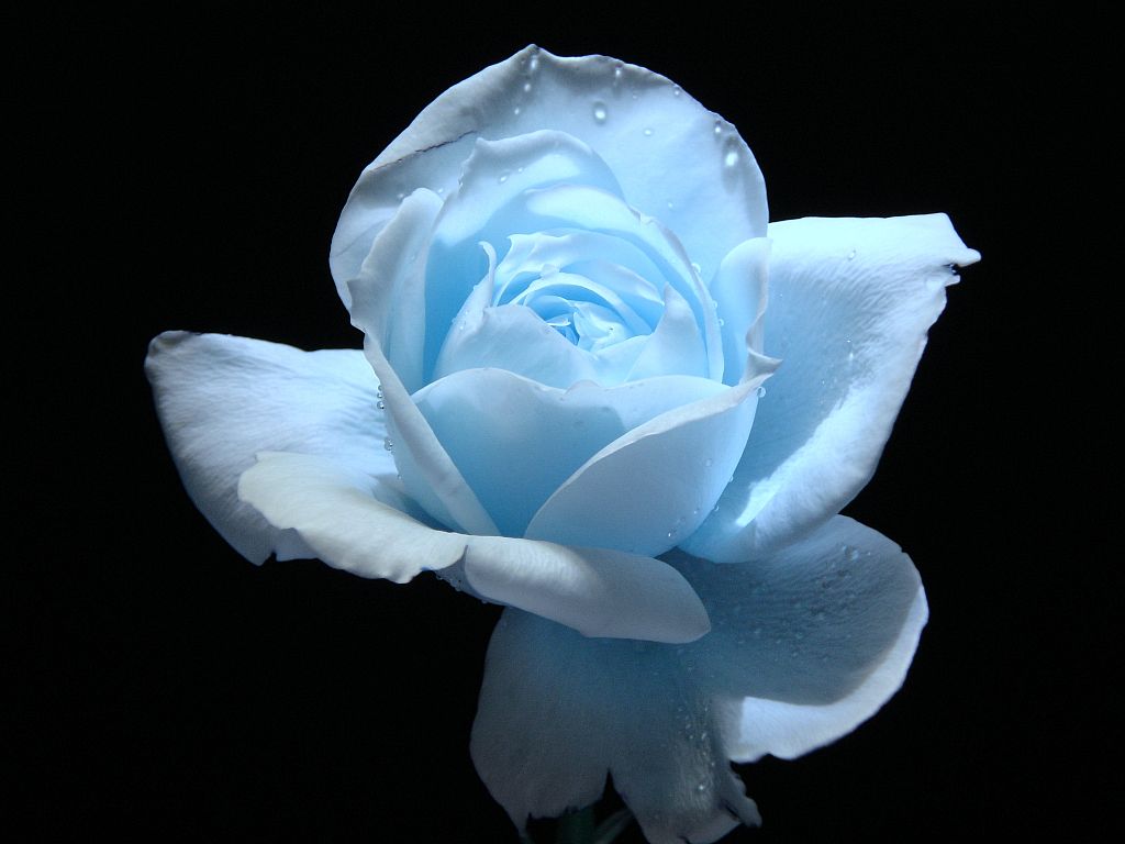 Light Blue Roses Wallpapers Wallpaper Cave