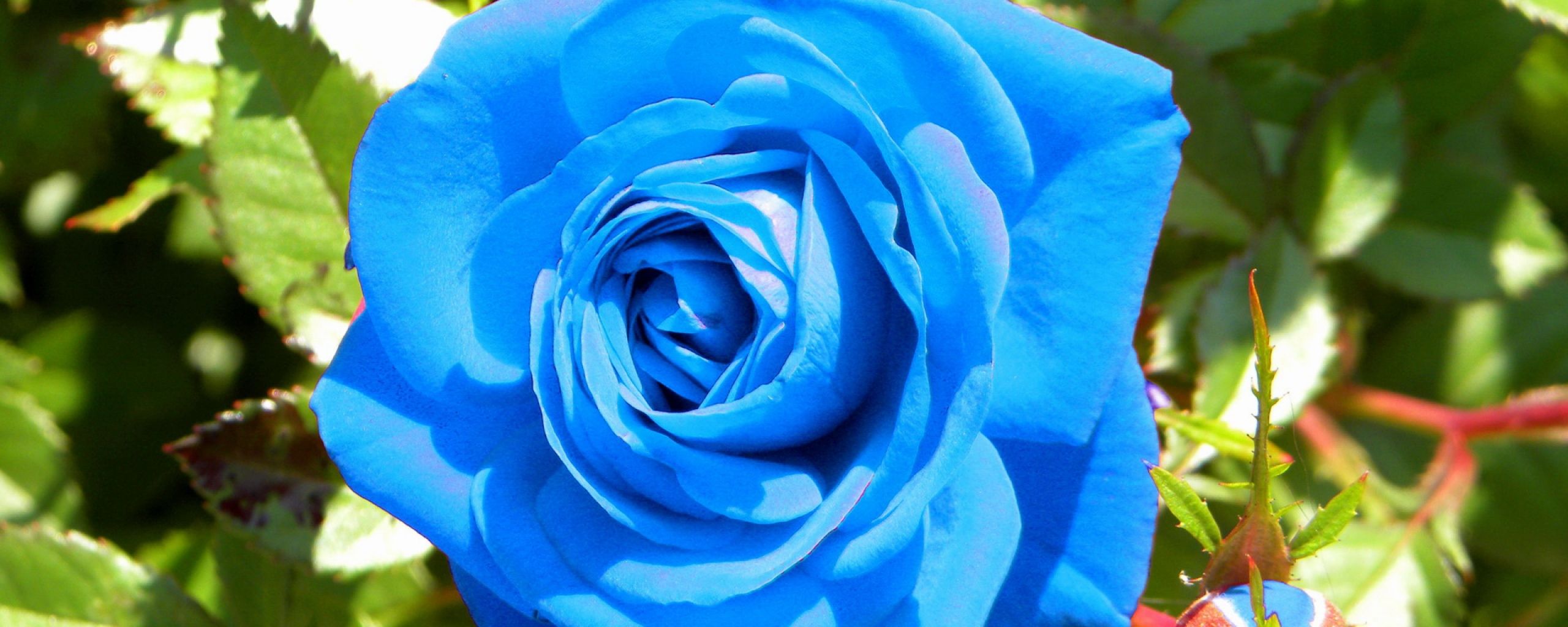 Light Blue Roses Wallpapers Wallpaper Cave