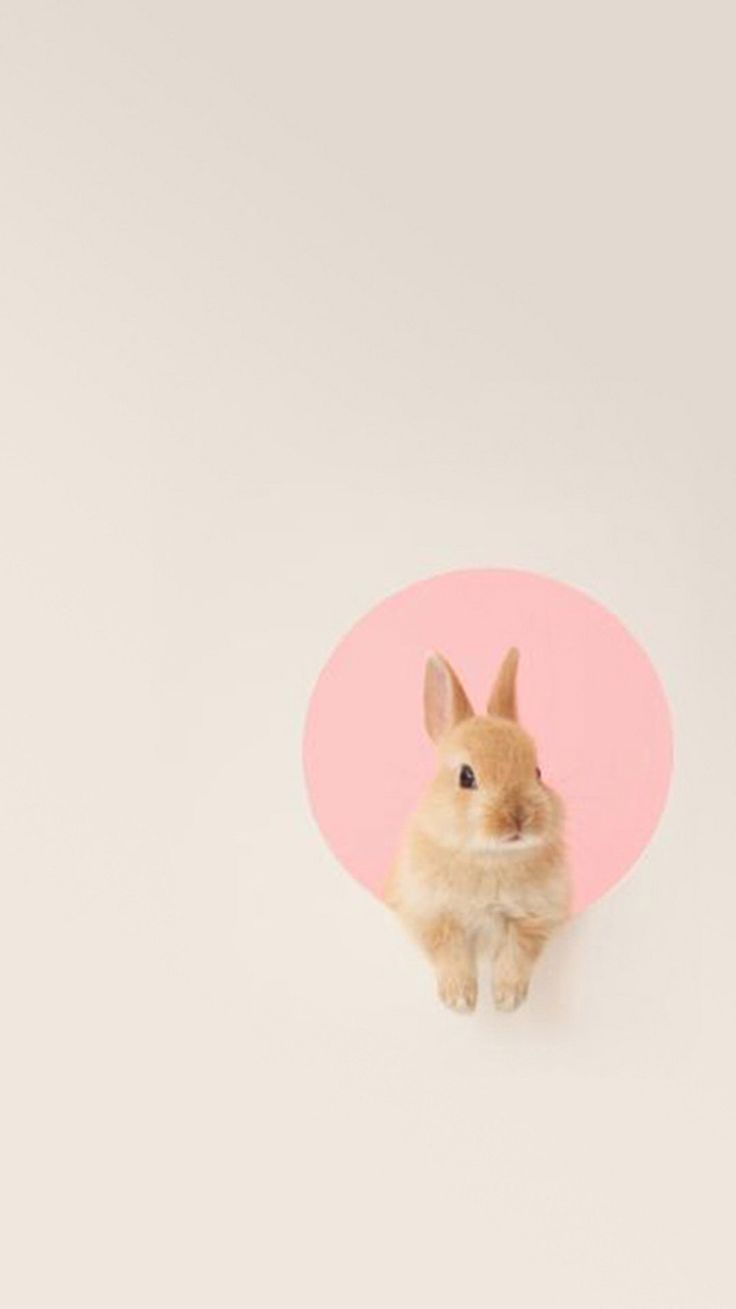 Kawaii Bunny iPhone Wallpapers Wallpaper Cave