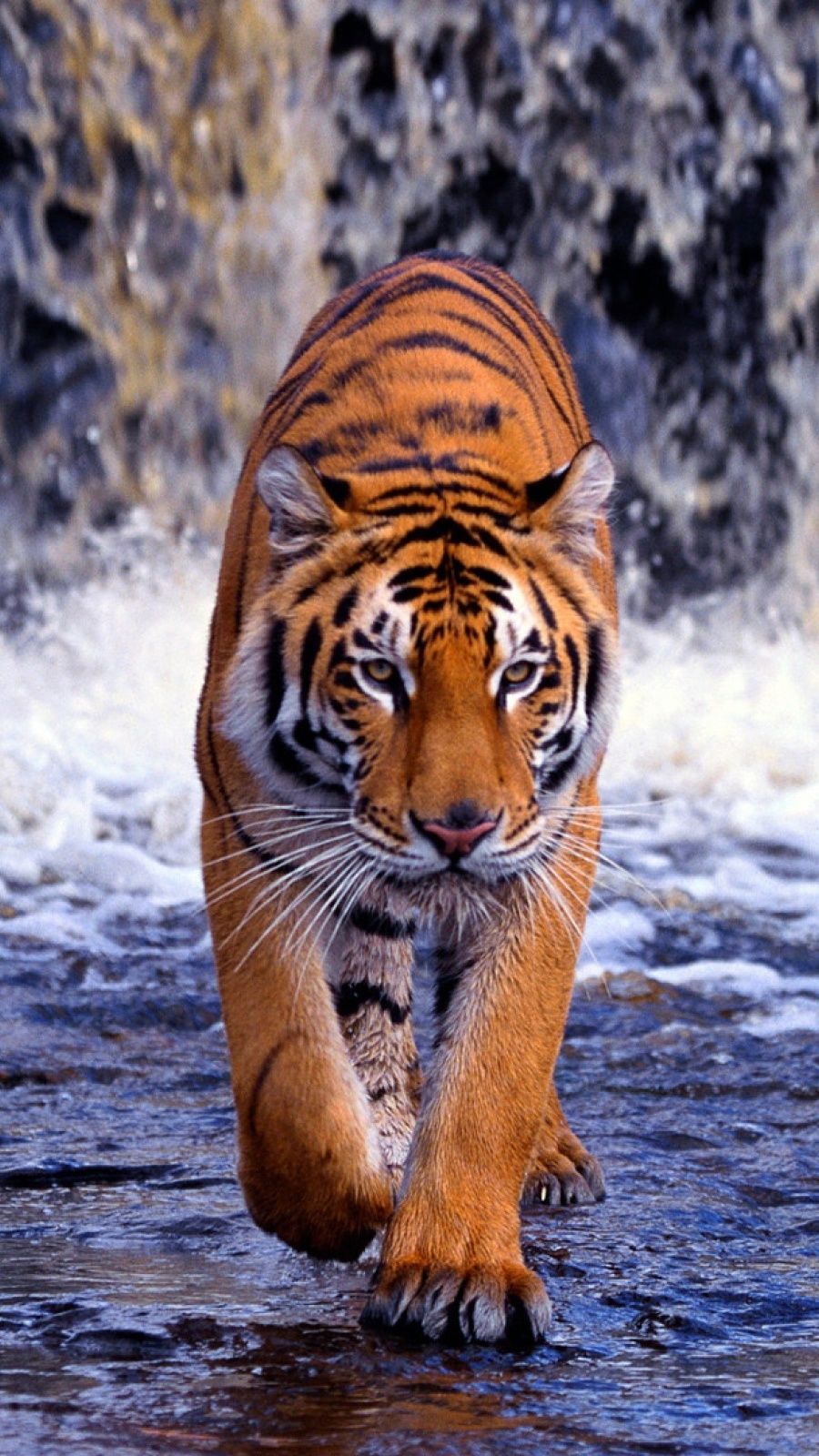 Full Screen Tiger Wallpapers Wallpaper Cave