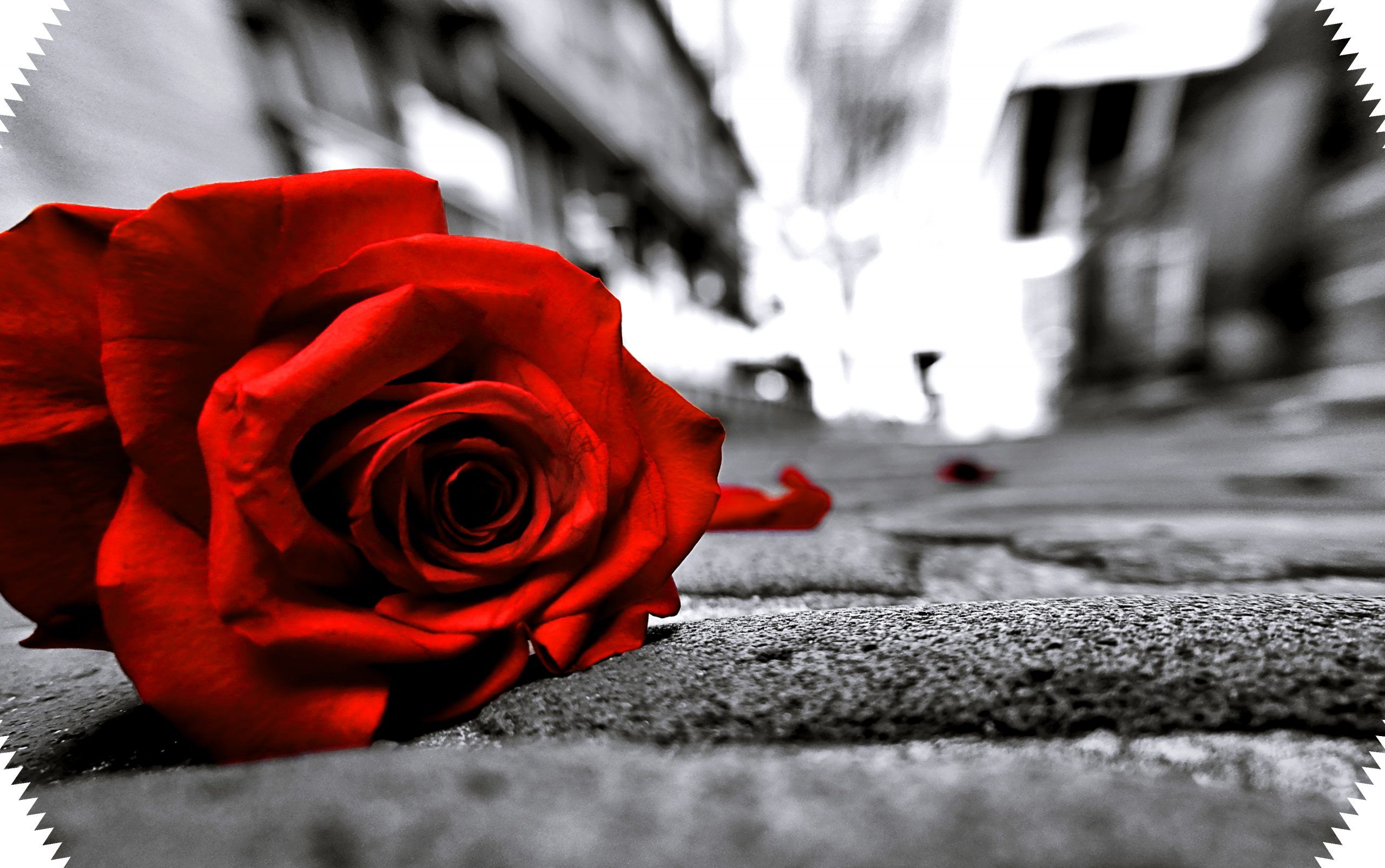 Sad Rose Wallpapers Wallpaper Cave