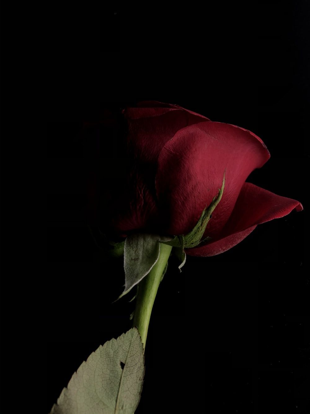Sad Rose Wallpapers Wallpaper Cave