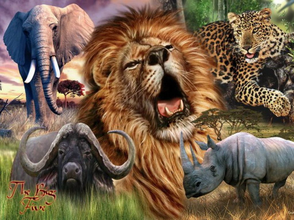 Big Five Wallpapers Wallpaper Cave