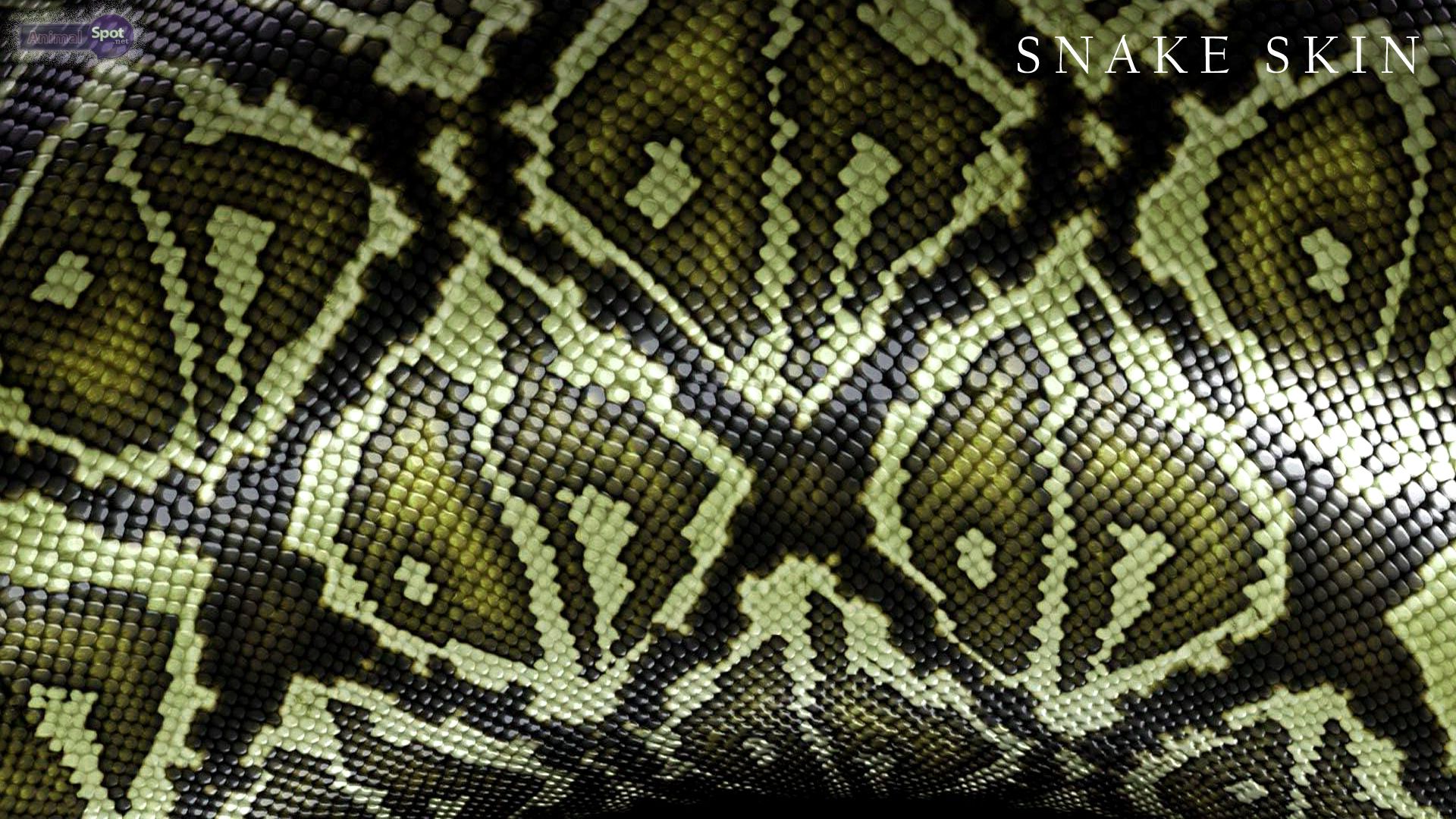 Snake Print Wallpapers Wallpaper Cave