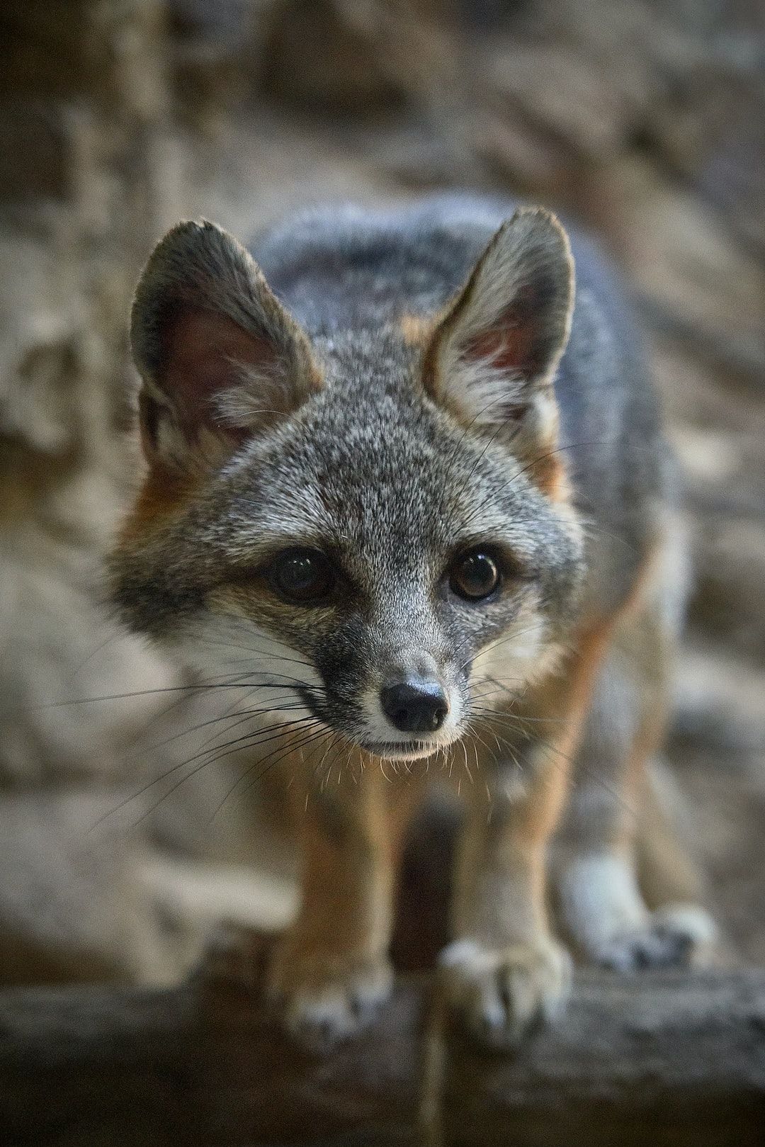 Fox Grey Wallpapers Wallpaper Cave
