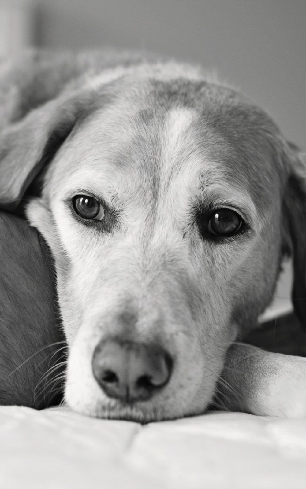 Black And White Dogs Wallpapers Wallpaper Cave