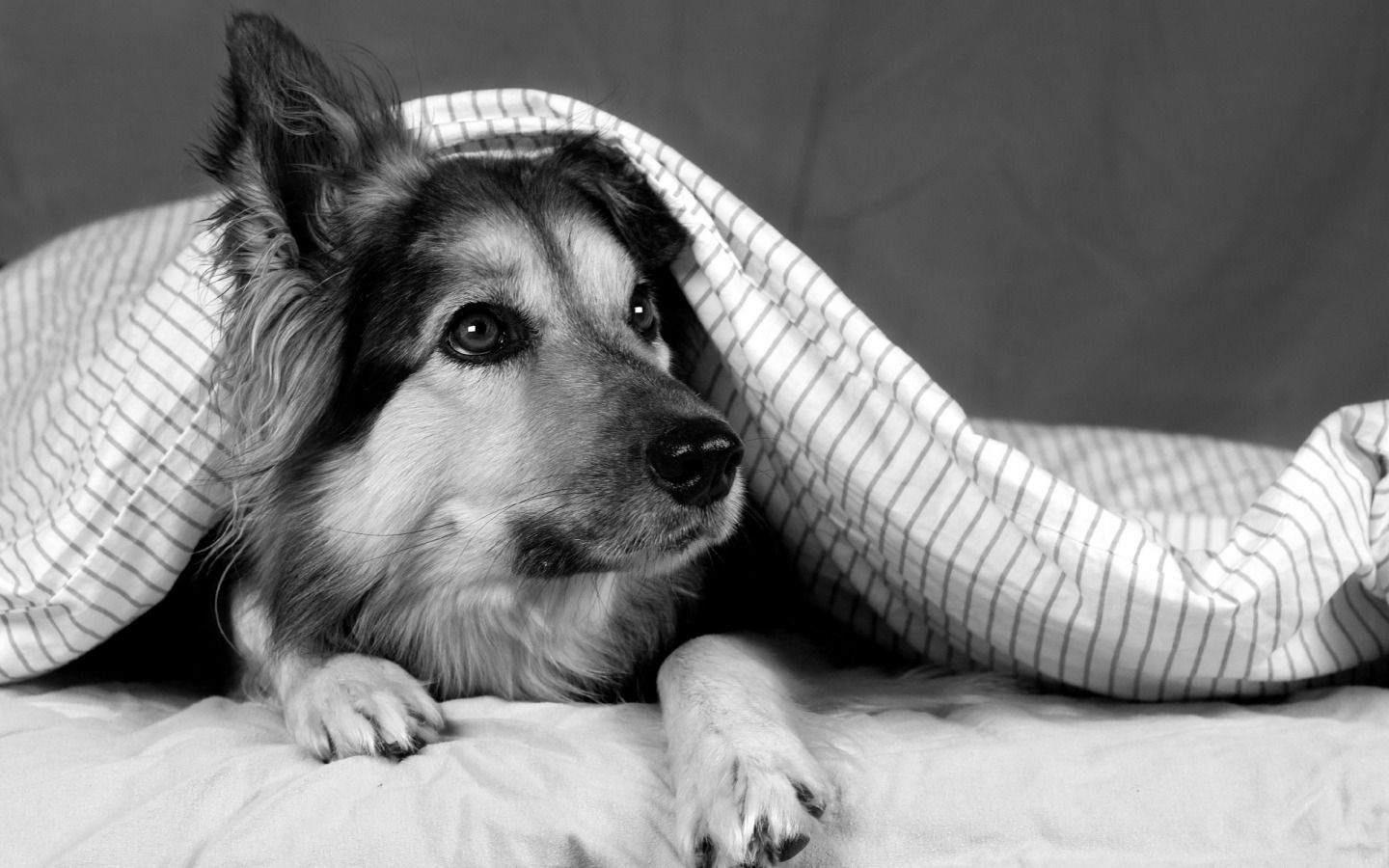Black And White Dogs Wallpapers Wallpaper Cave