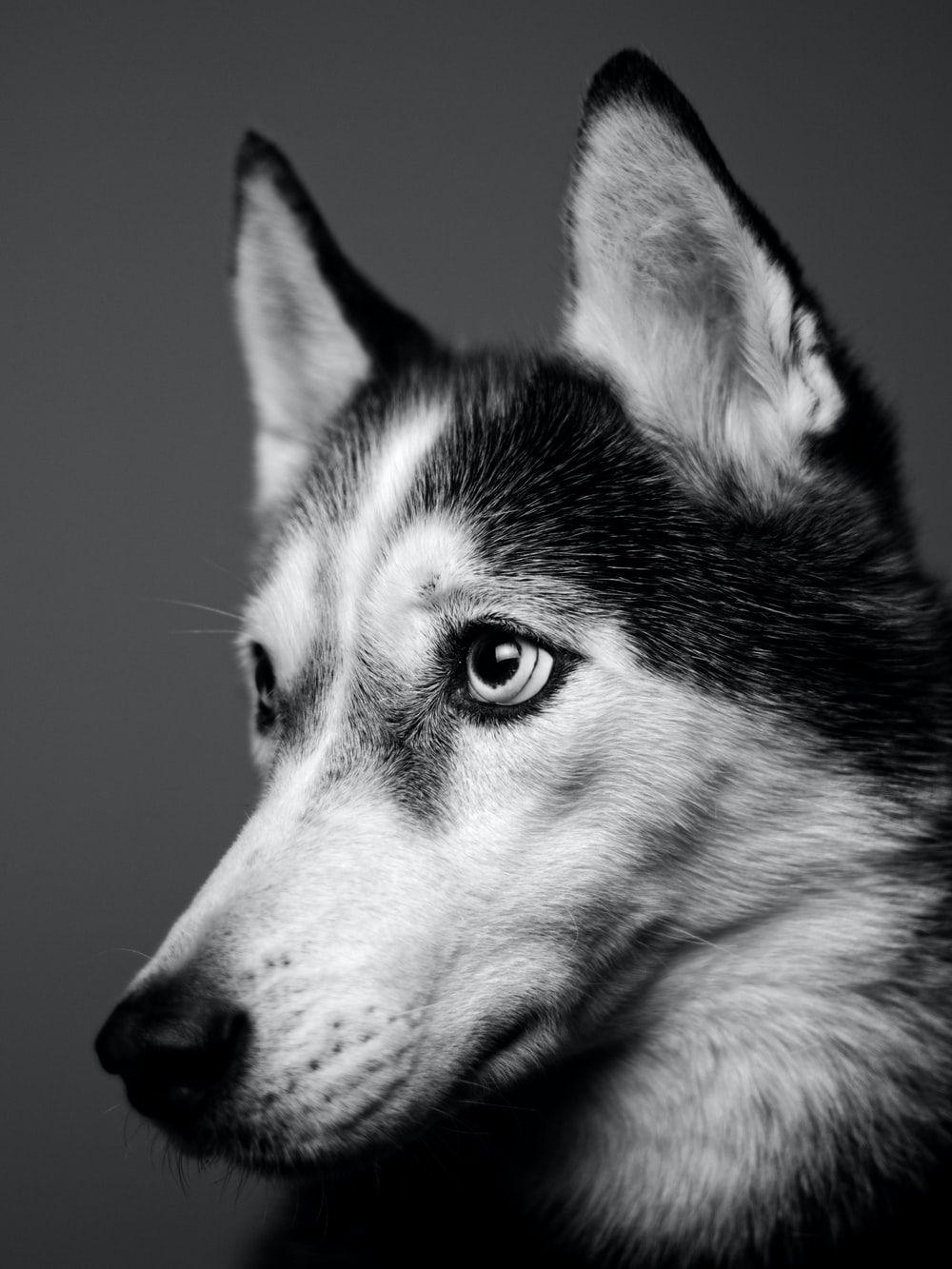 Black And White Dogs Wallpapers Wallpaper Cave