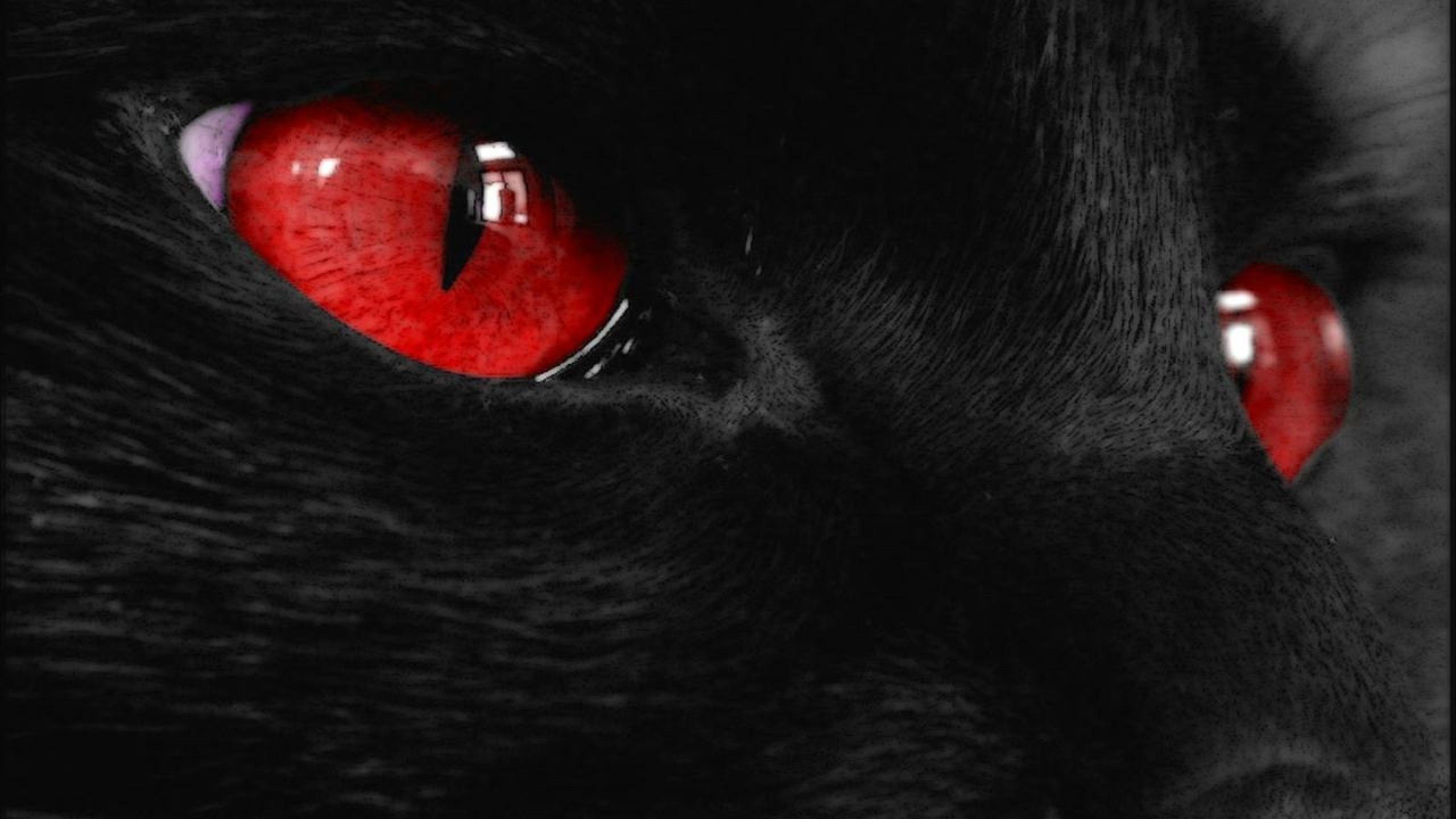 Red And Black Wolf Wallpapers Wallpaper Cave